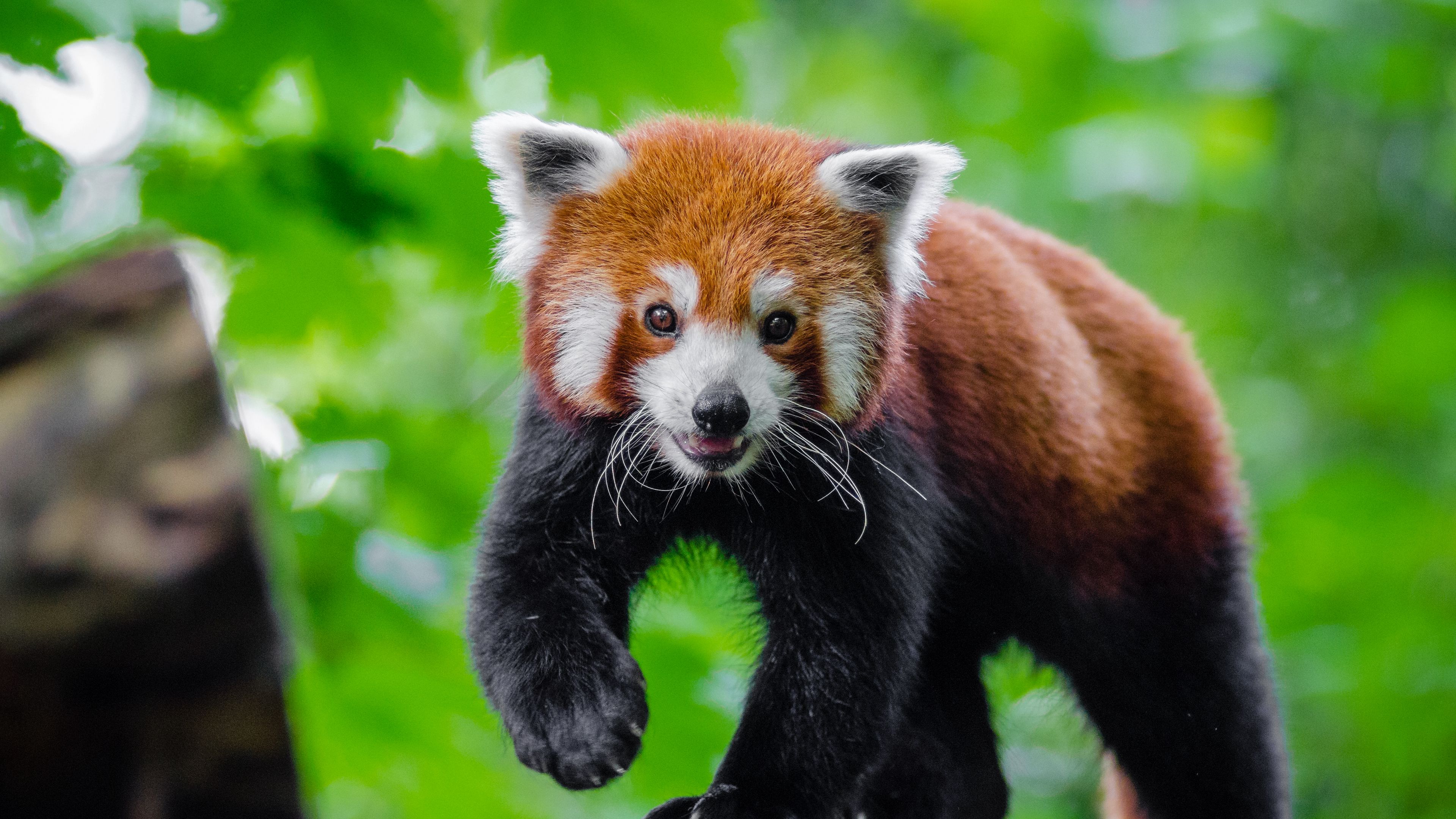 small panda, red panda, cute, 4k, HD Wallpaper
