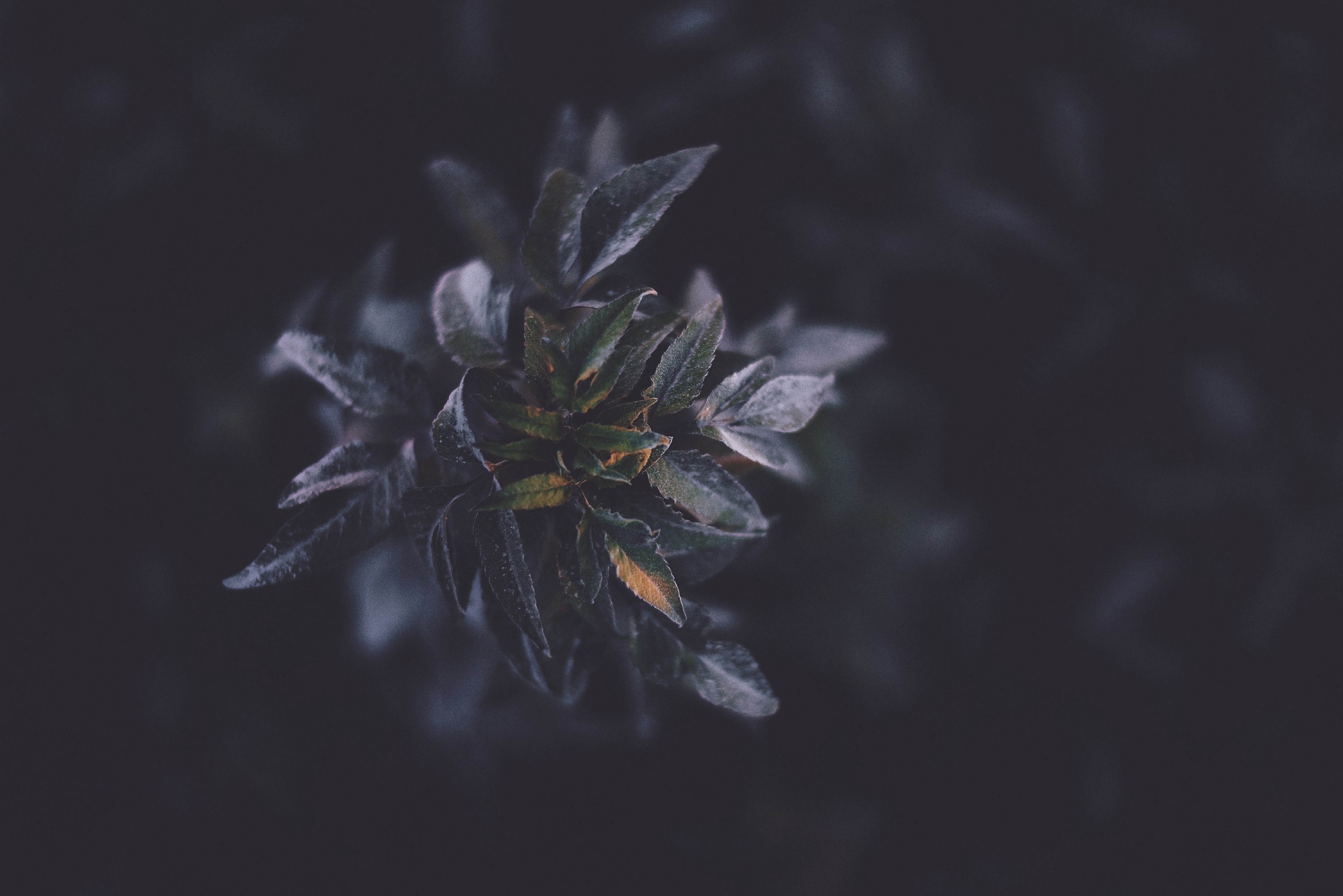 a macro shot of dark colored leaves, _fallout 4k, HD Wallpaper