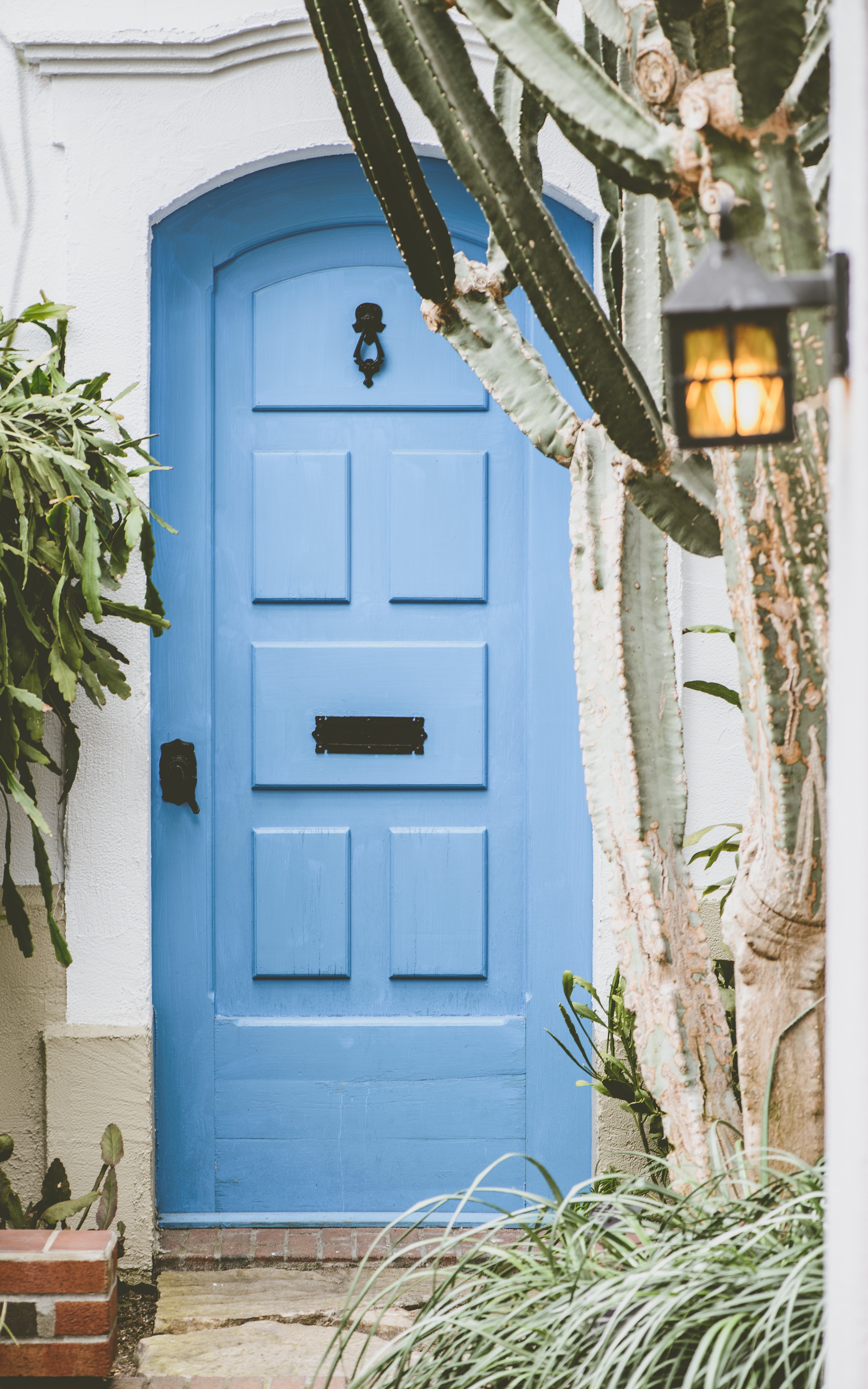 door cactu cacti and doorway hd, 4k, Phone HD Wallpaper