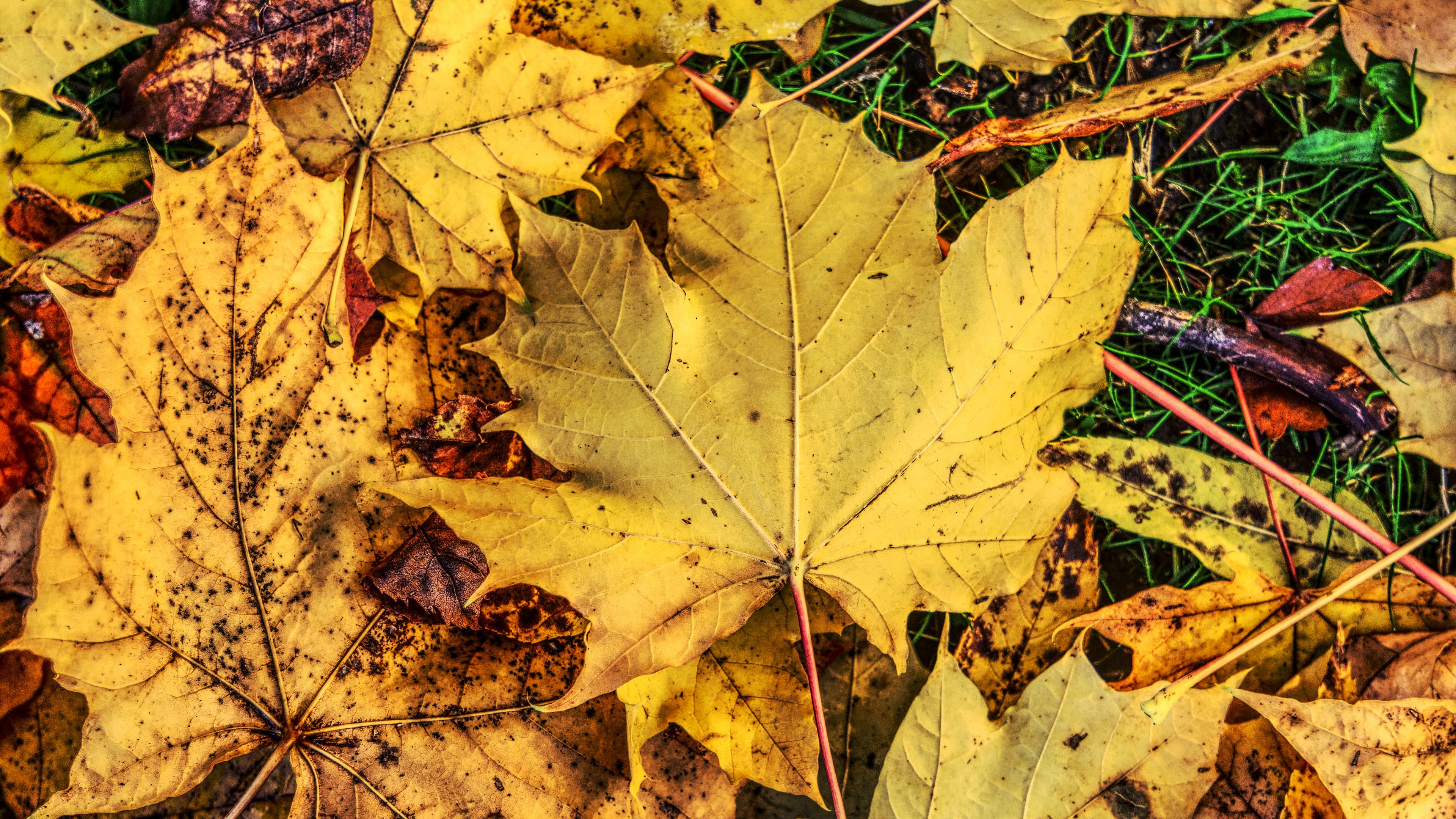 foliage, maple, autumn, fallen, 4k, HD Wallpaper