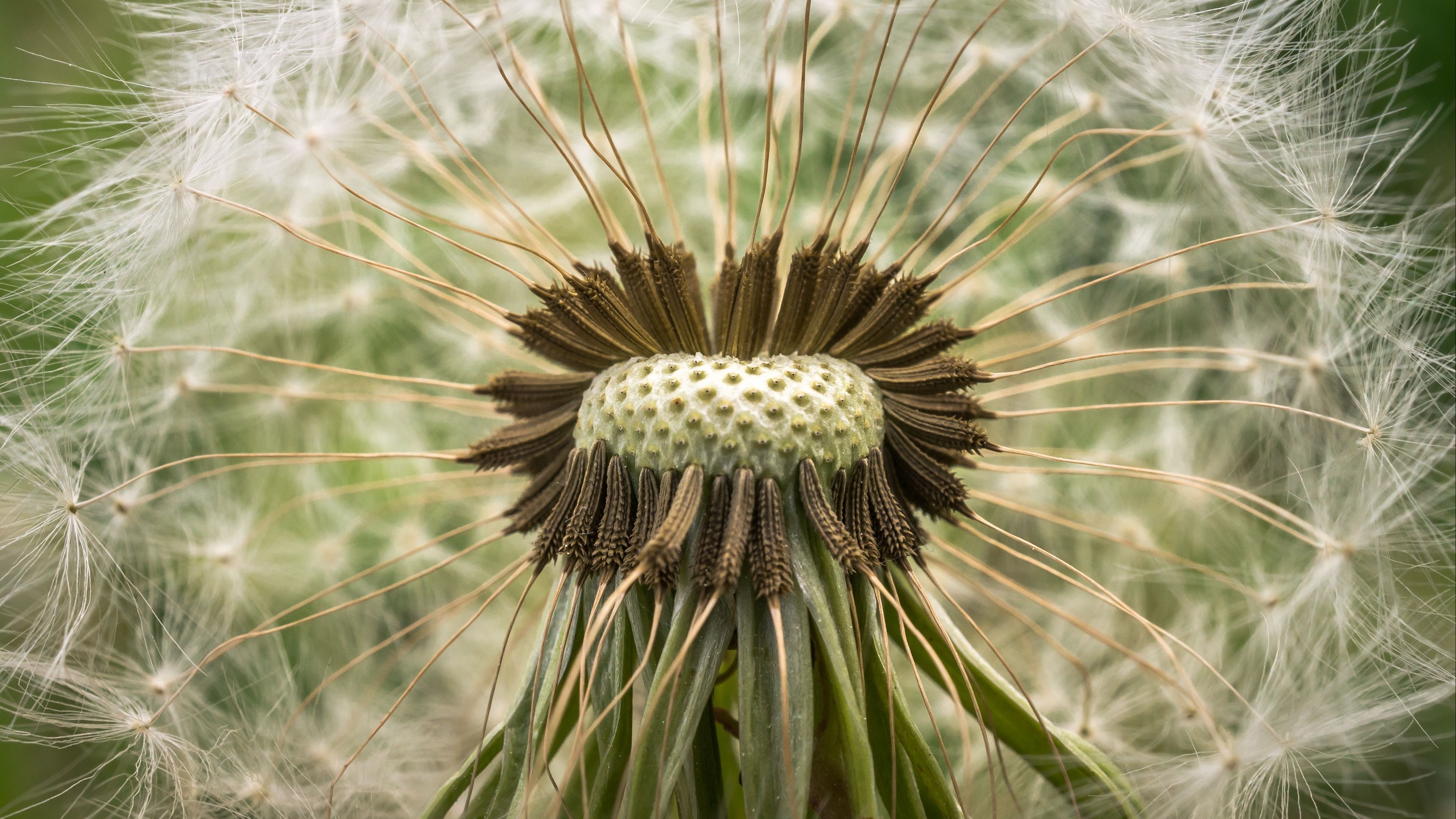 dandelion, down, closeup, 4k, HD Wallpaper