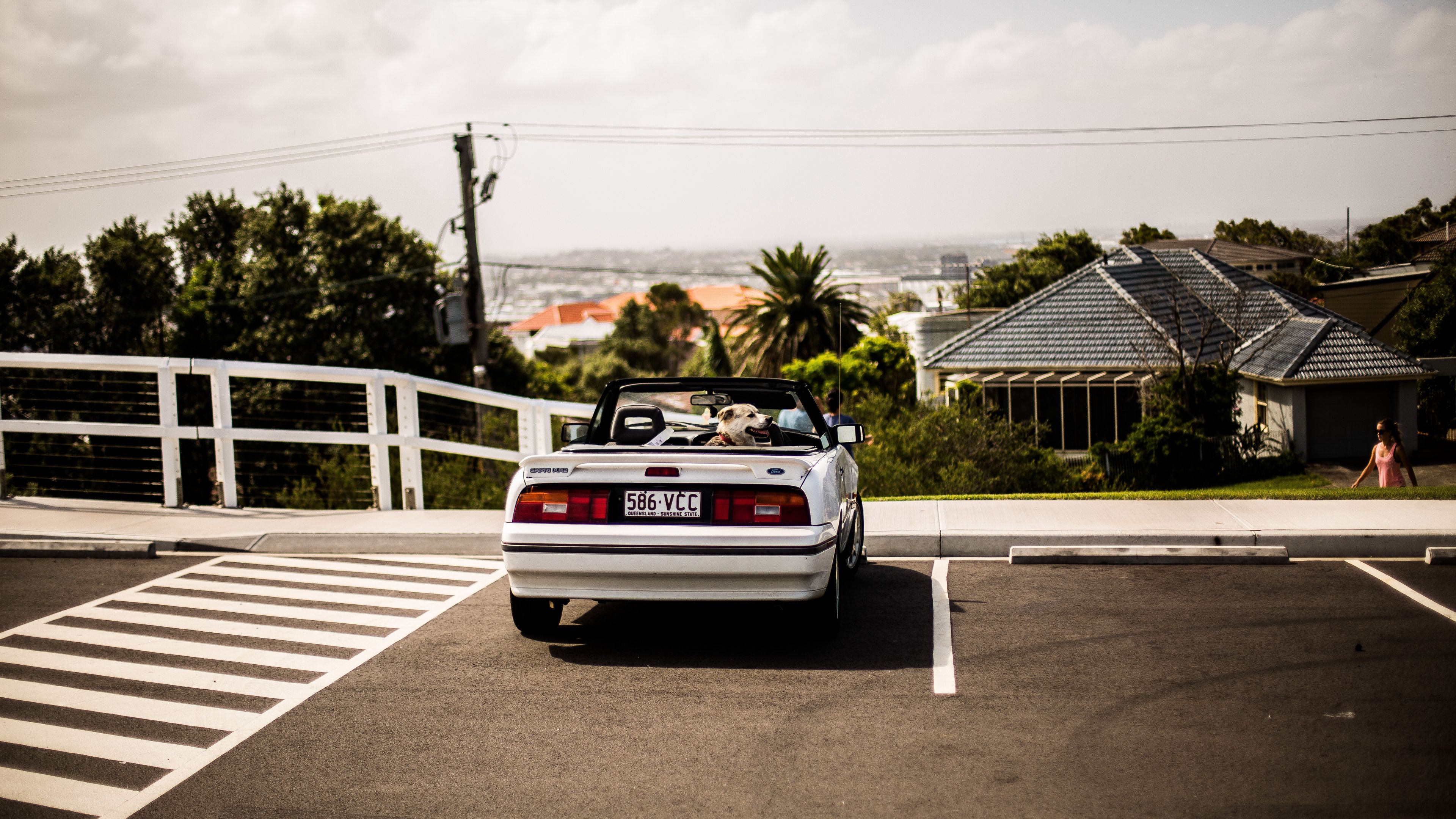 auto, dog, cabriolet, 4k, HD Wallpaper