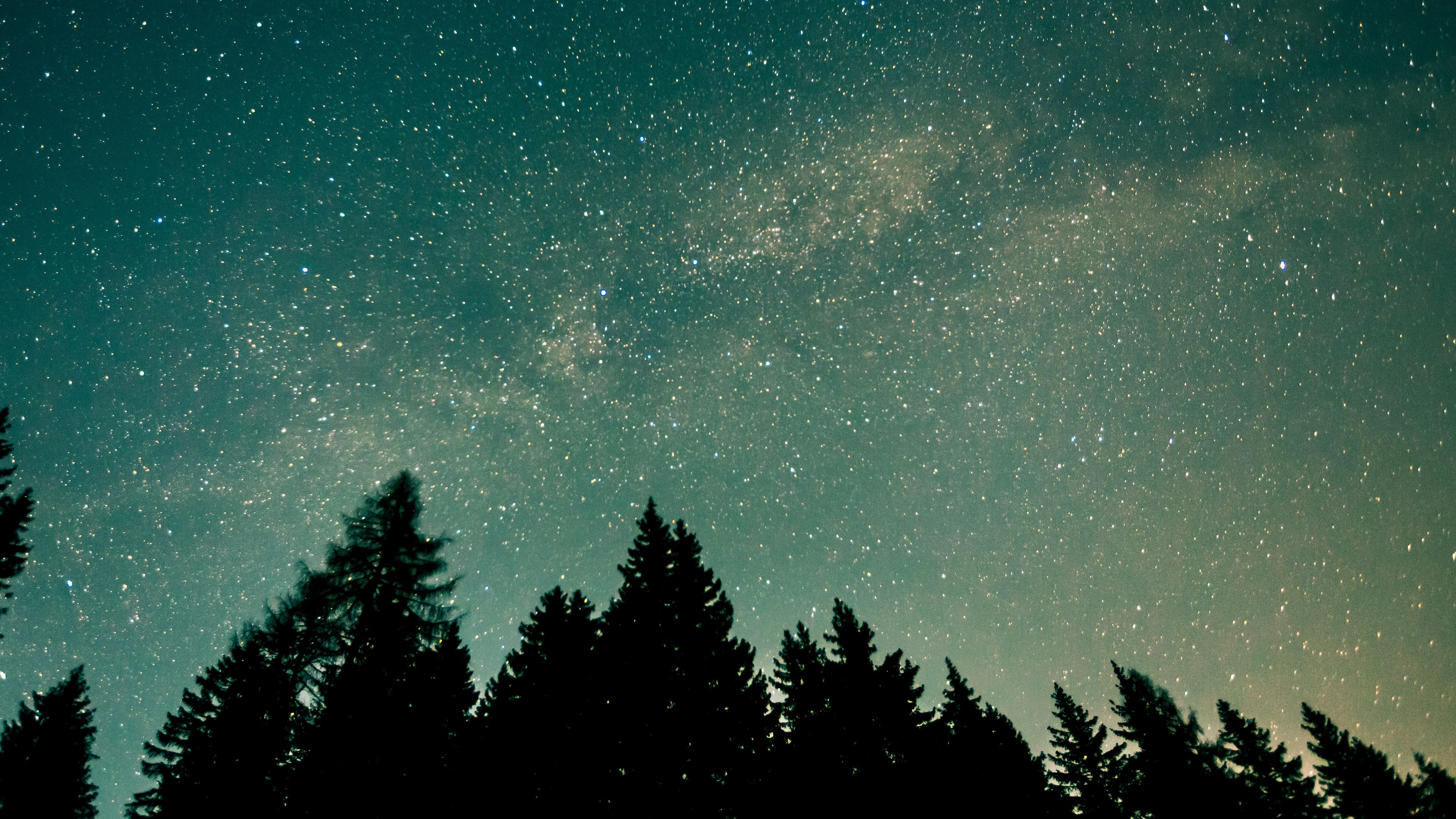 trees, starry sky, stars, space, 4k, HD Wallpaper