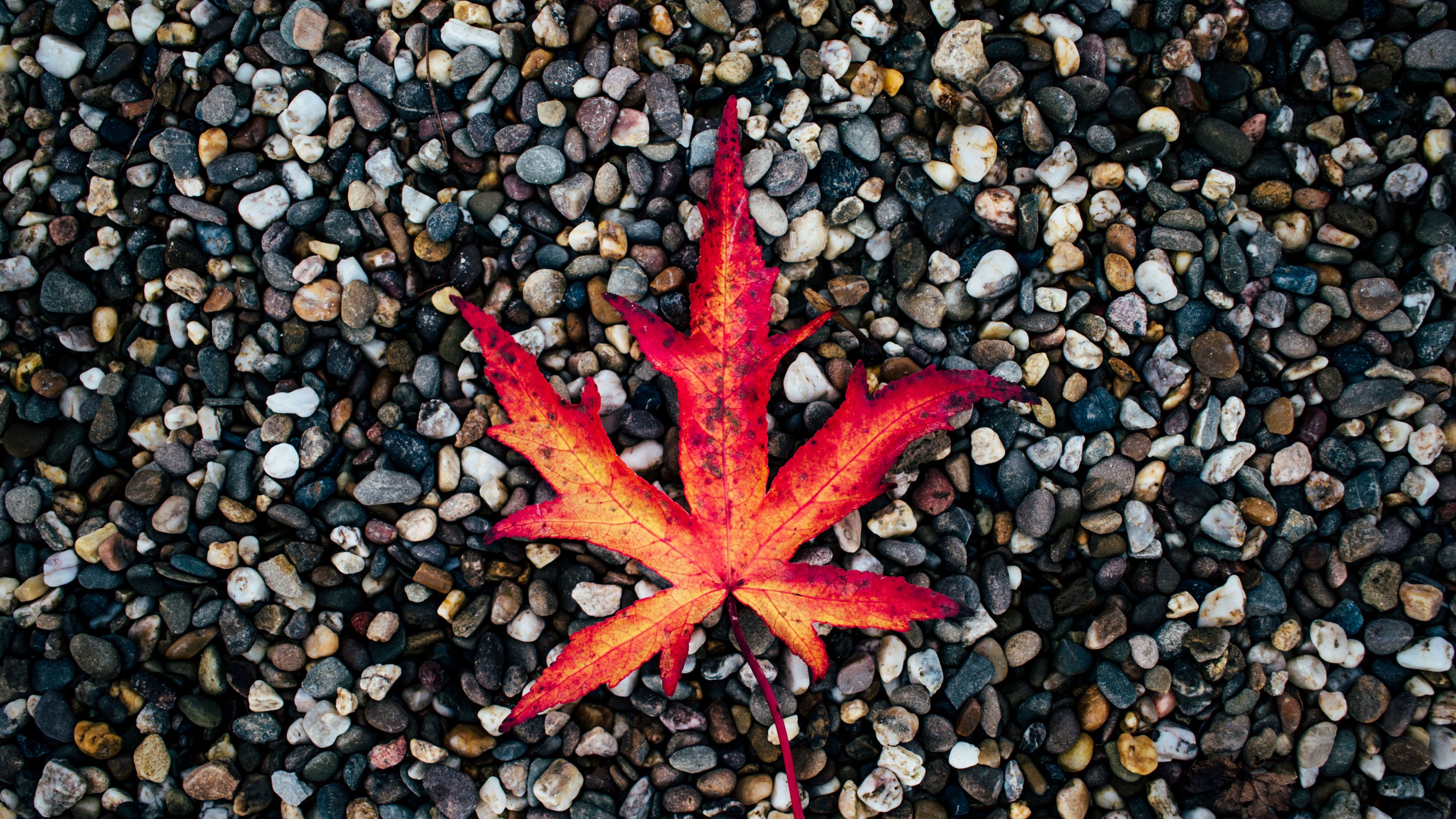 leaf, autumn, stones, fallen, 4k, HD Wallpaper