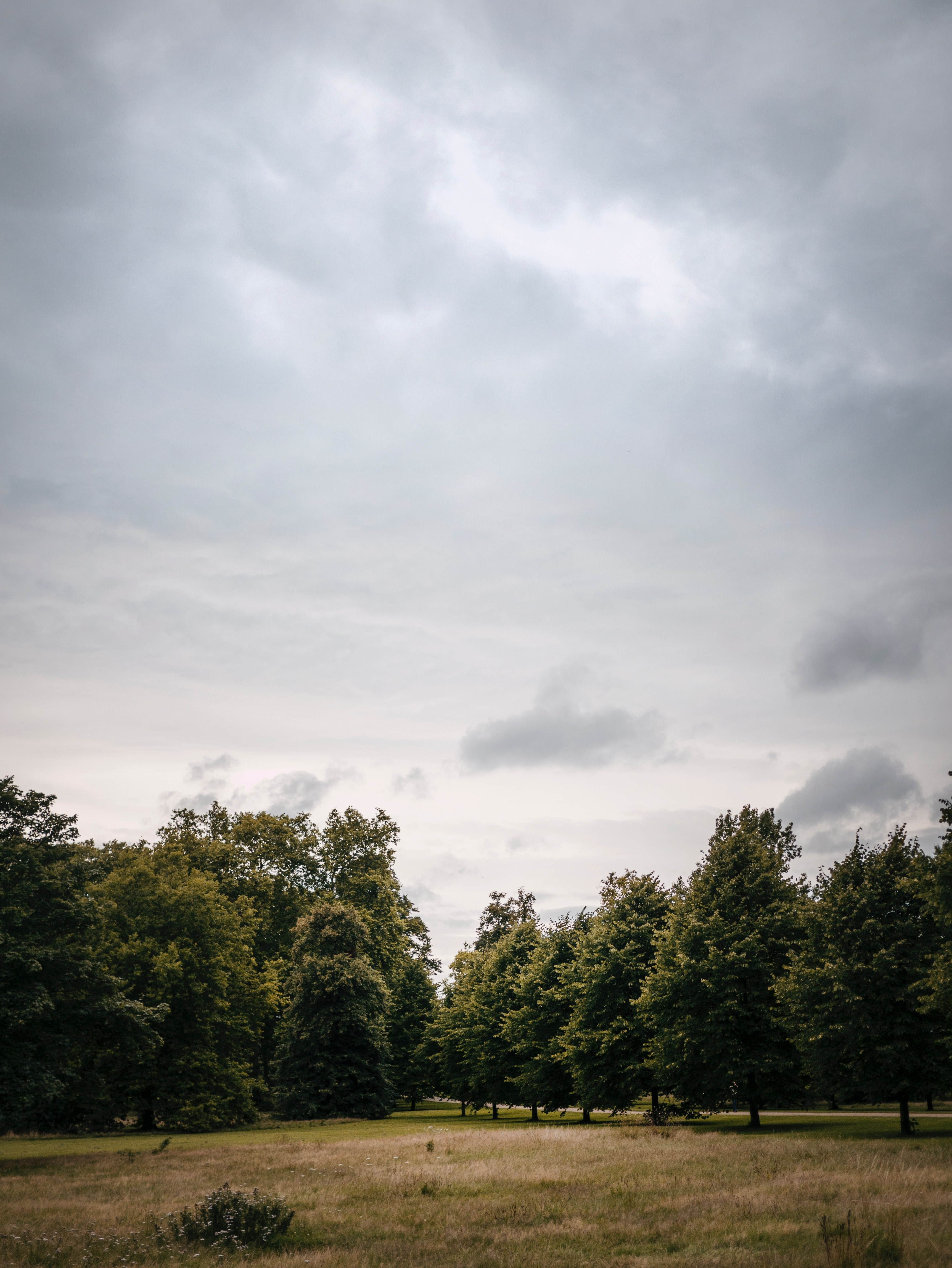 tree weather and storm hd, 4k, Phone HD Wallpaper