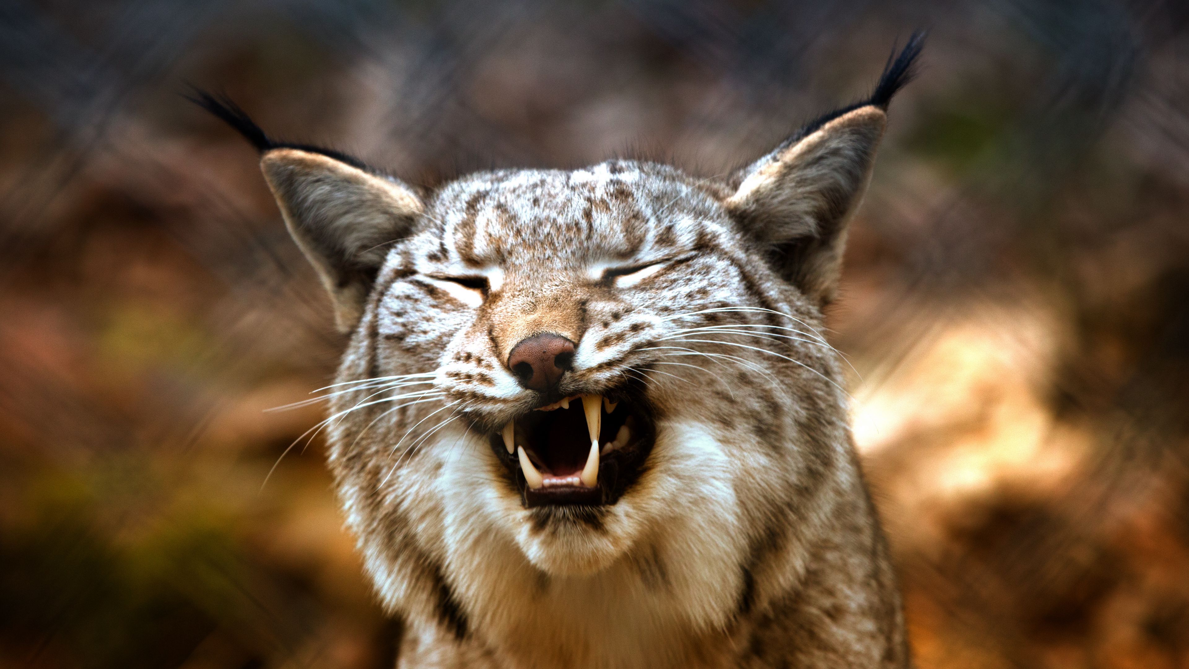 lynx, predator, grin, 4k, HD Wallpaper