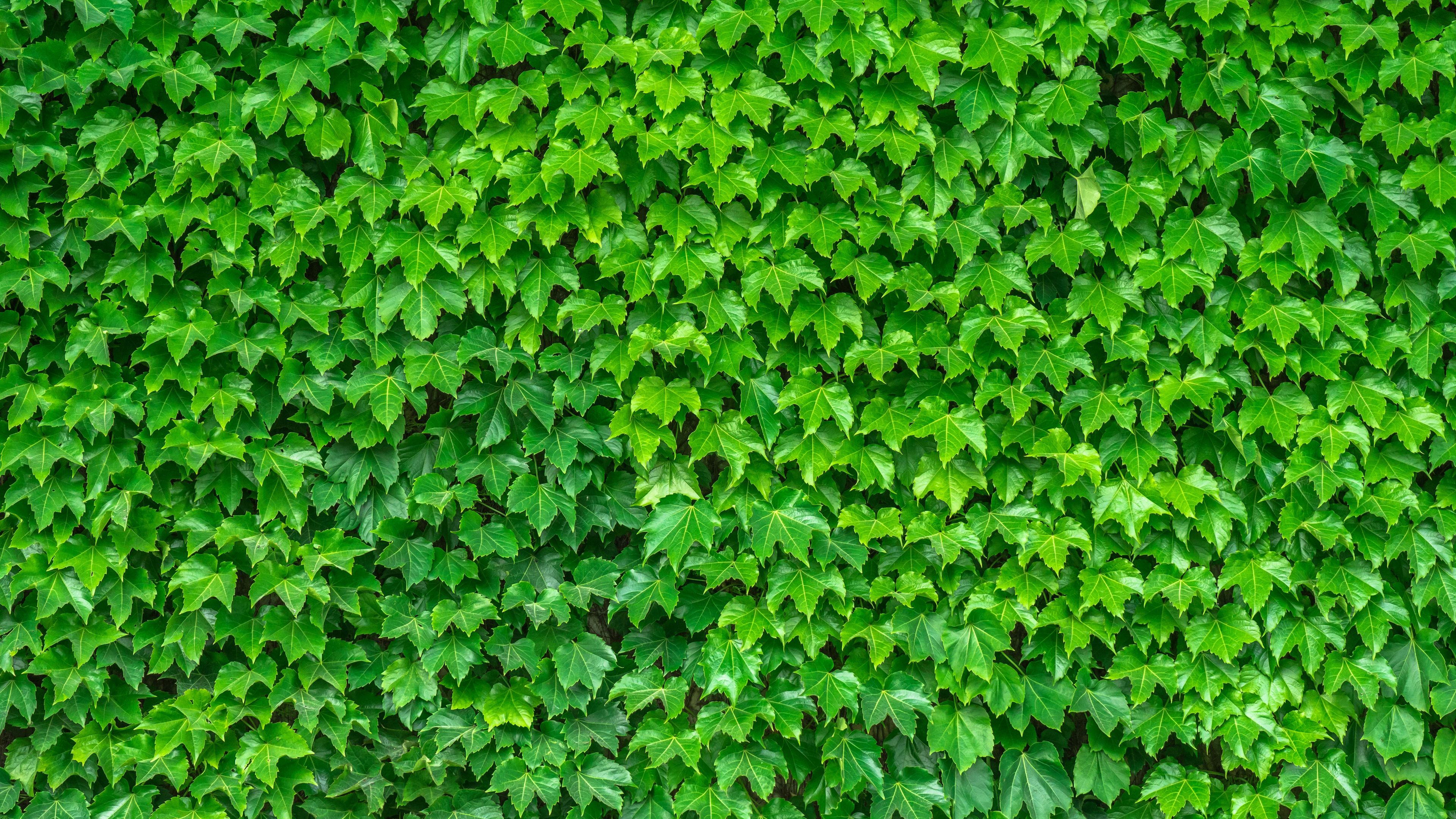 leaves, green, plant, 4k, HD Wallpaper