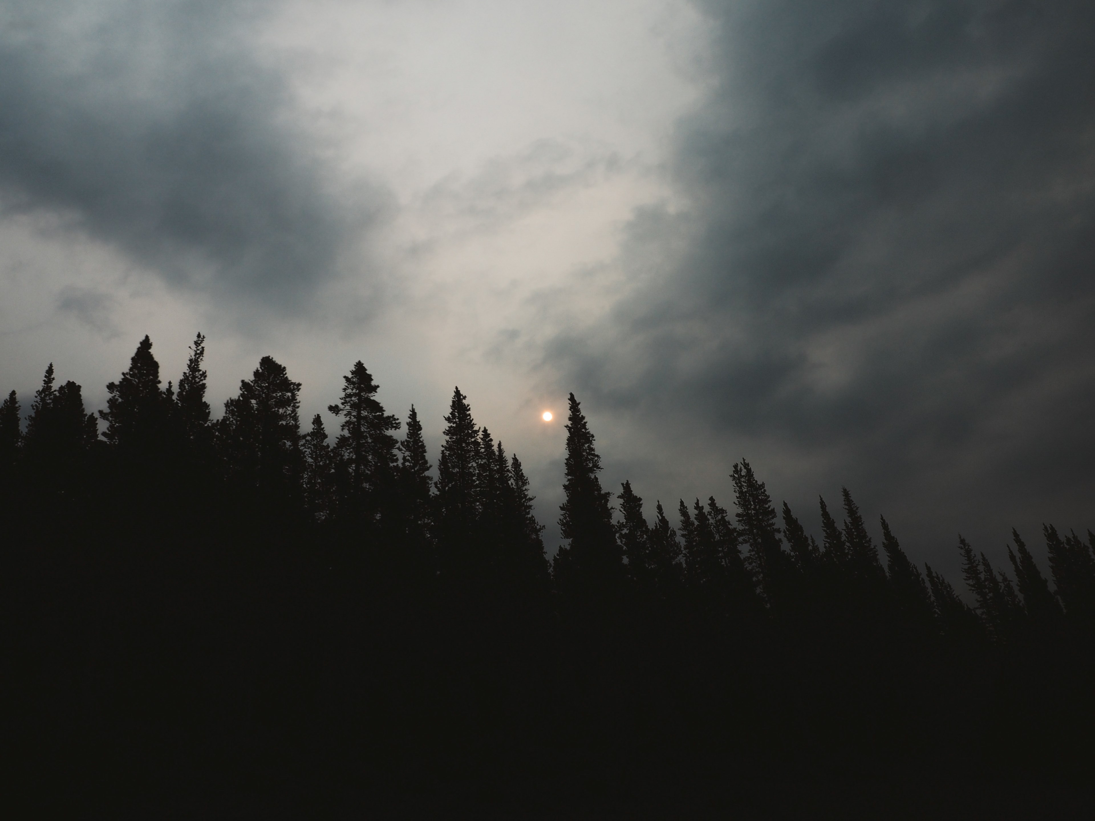 tree forest woodland and sun 4k, HD Wallpaper