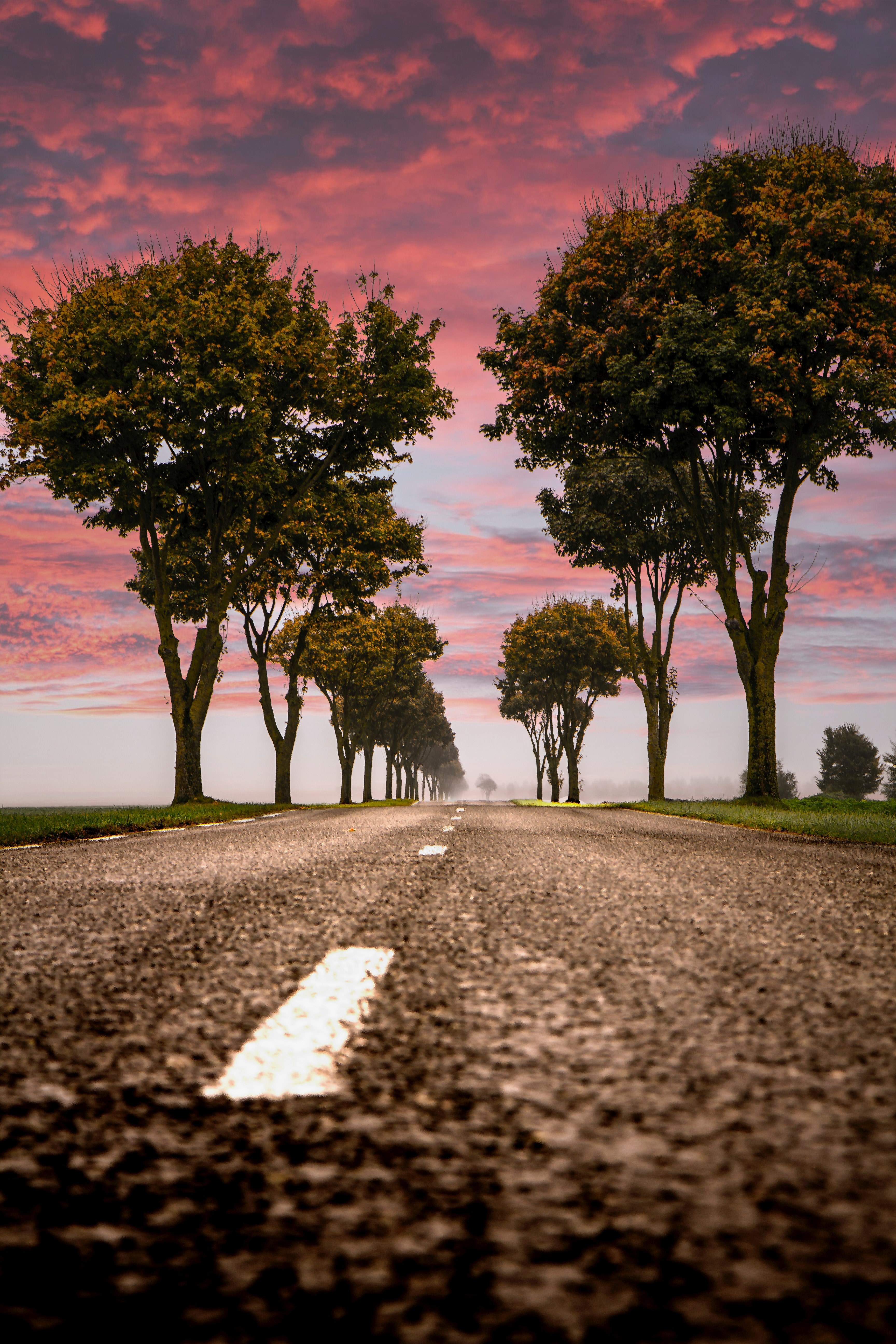 tree road line and white line hd, 4k, Phone HD Wallpaper