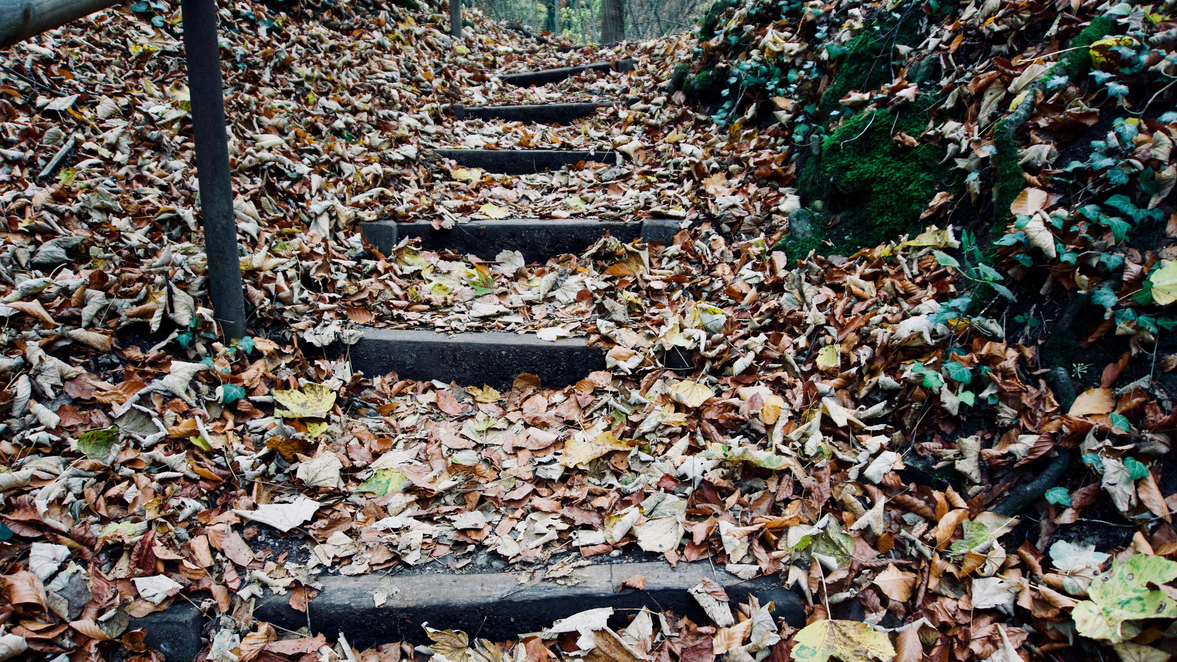 autumn, foliage, stairs, 4k, HD Wallpaper