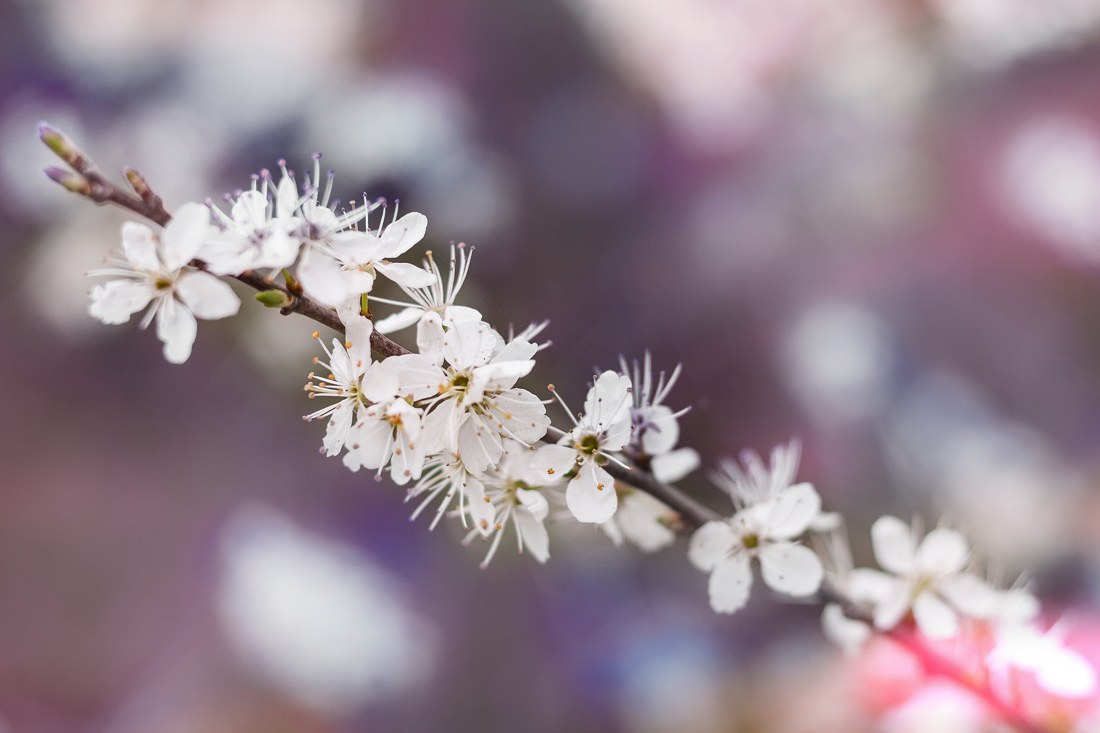 white flowery blossom on branch with petals in spring, flowery blossom branch spring 4k, HD Wallpaper