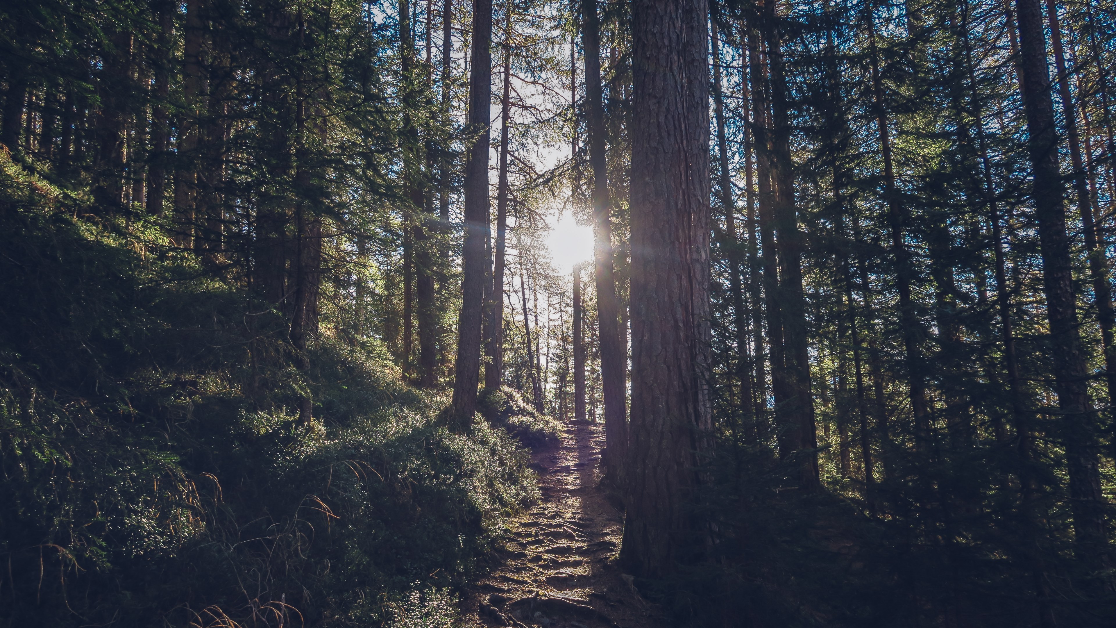 tree roots on a narrow forest footpath in hemerkogel, roots on a pathway 4k, HD Wallpaper