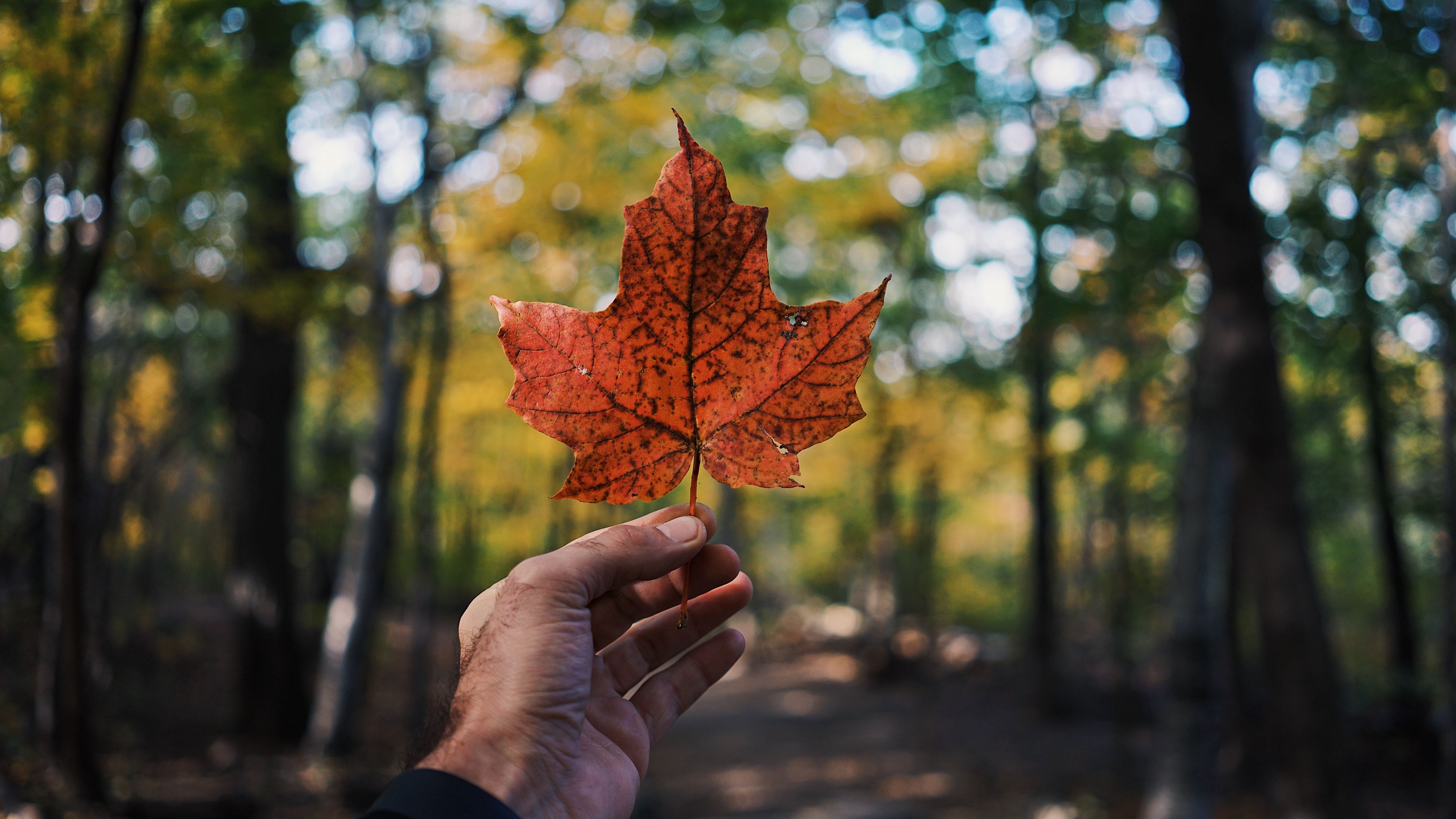 leaf, maple, hand, autumn, 4k, HD Wallpaper