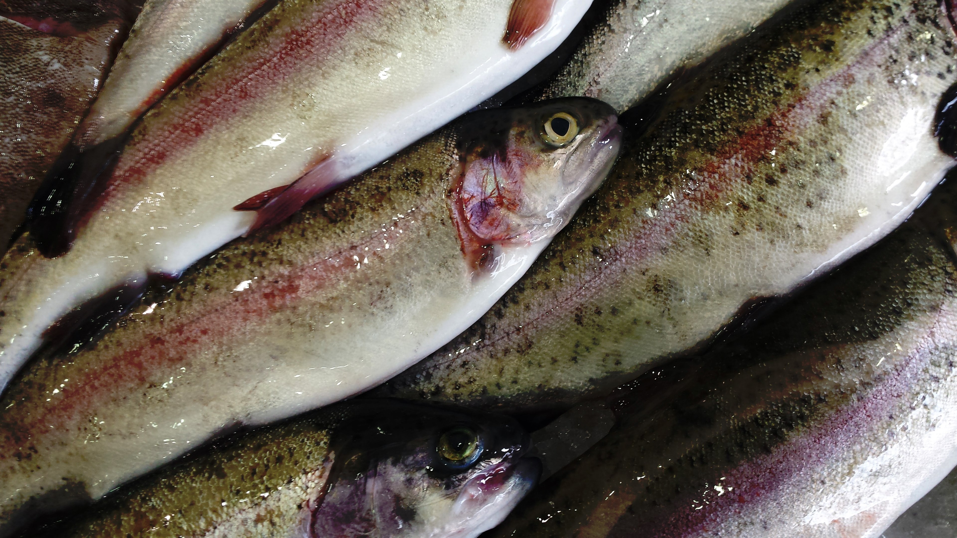 fishmonger rainbow trout fishing and freshwater fish 4k, HD Wallpaper