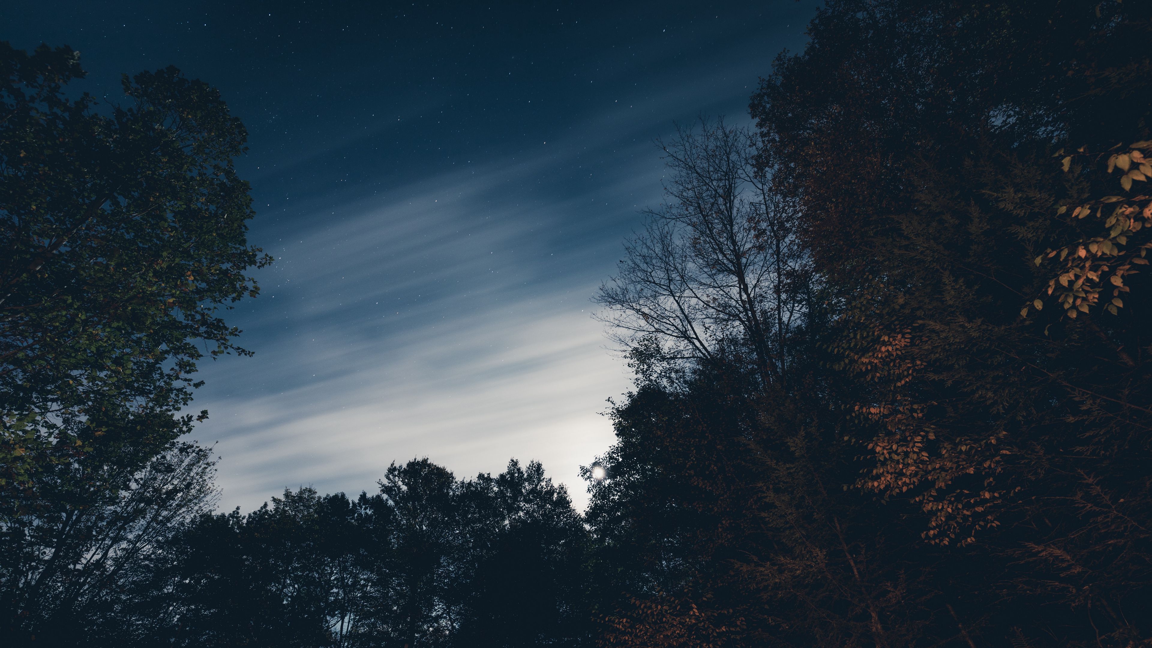 trees, night, sky, stars, 4k, HD Wallpaper