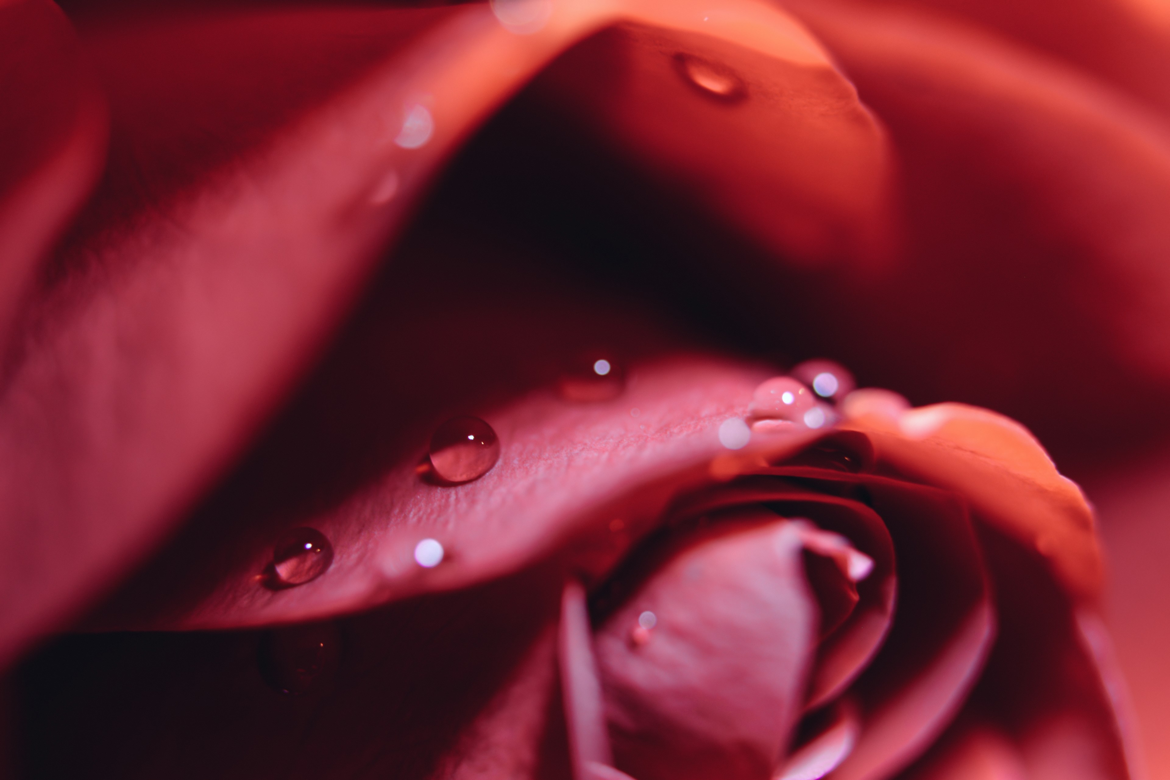 macro shot of droplets on a red rose, _red rose 4k, HD Wallpaper