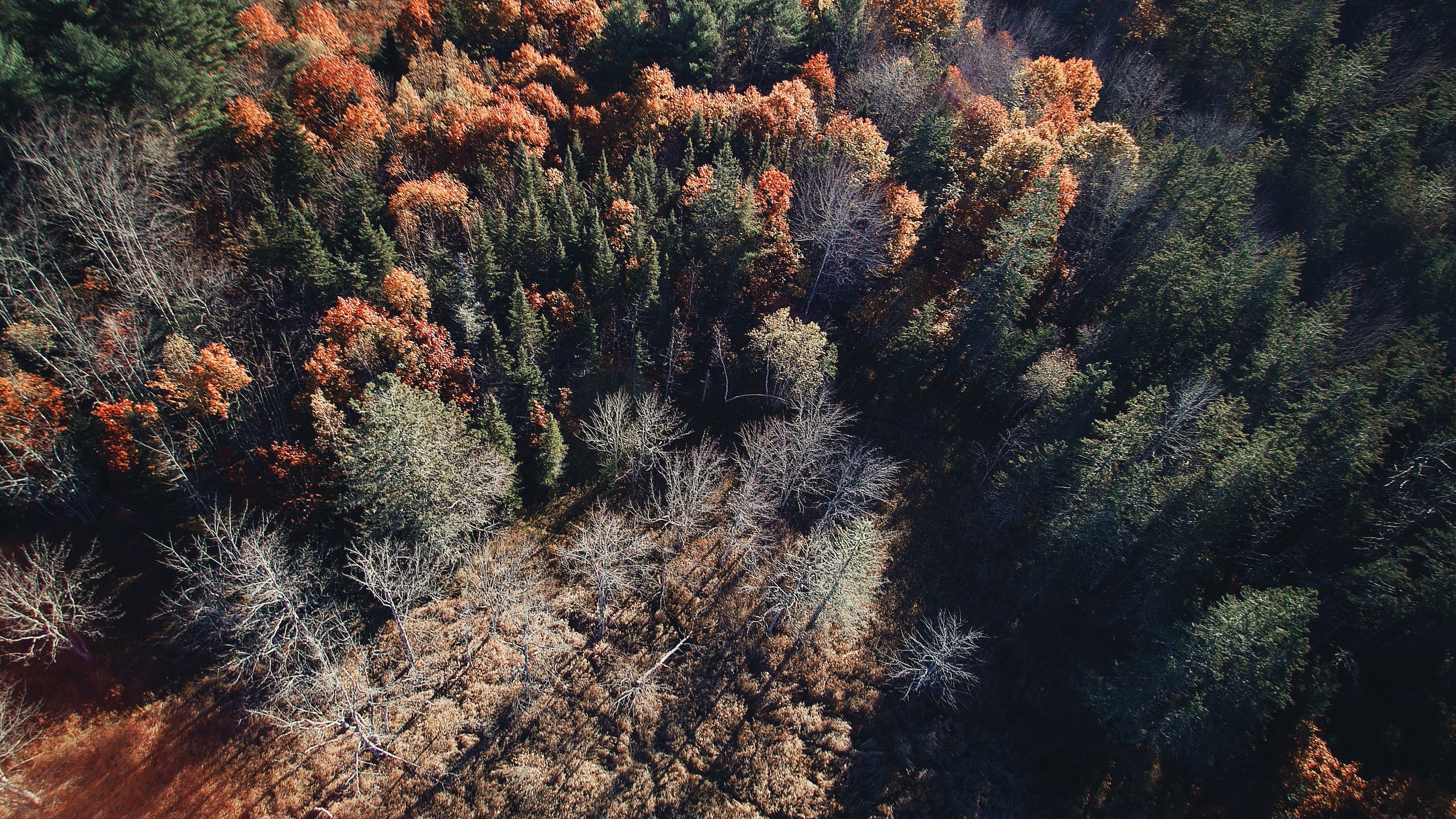 drone shot of trees in autumn colors casting long shadows, evergreen woods in autumn 4k, HD Wallpaper