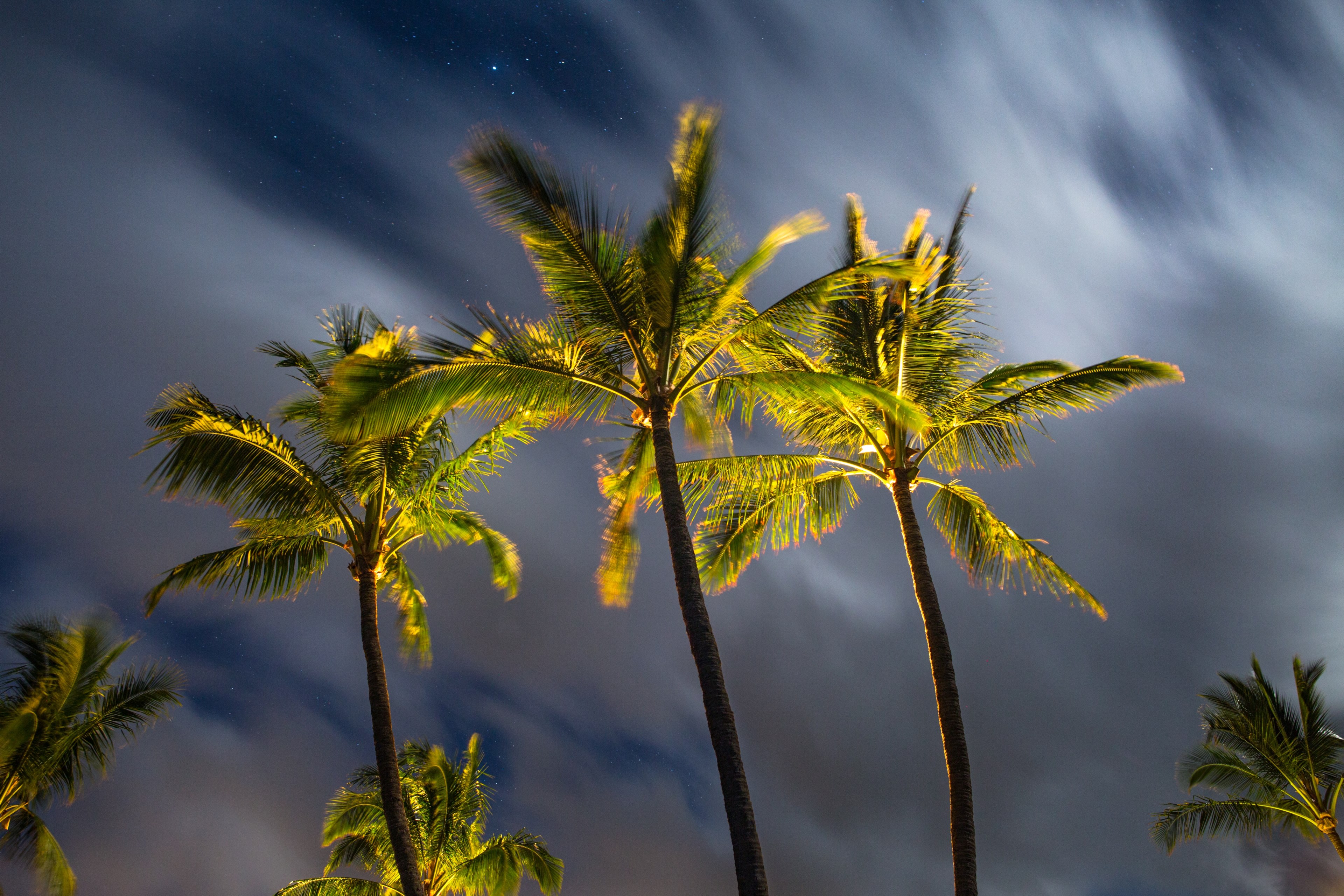 palm tree tree night and trunk 4k, HD Wallpaper