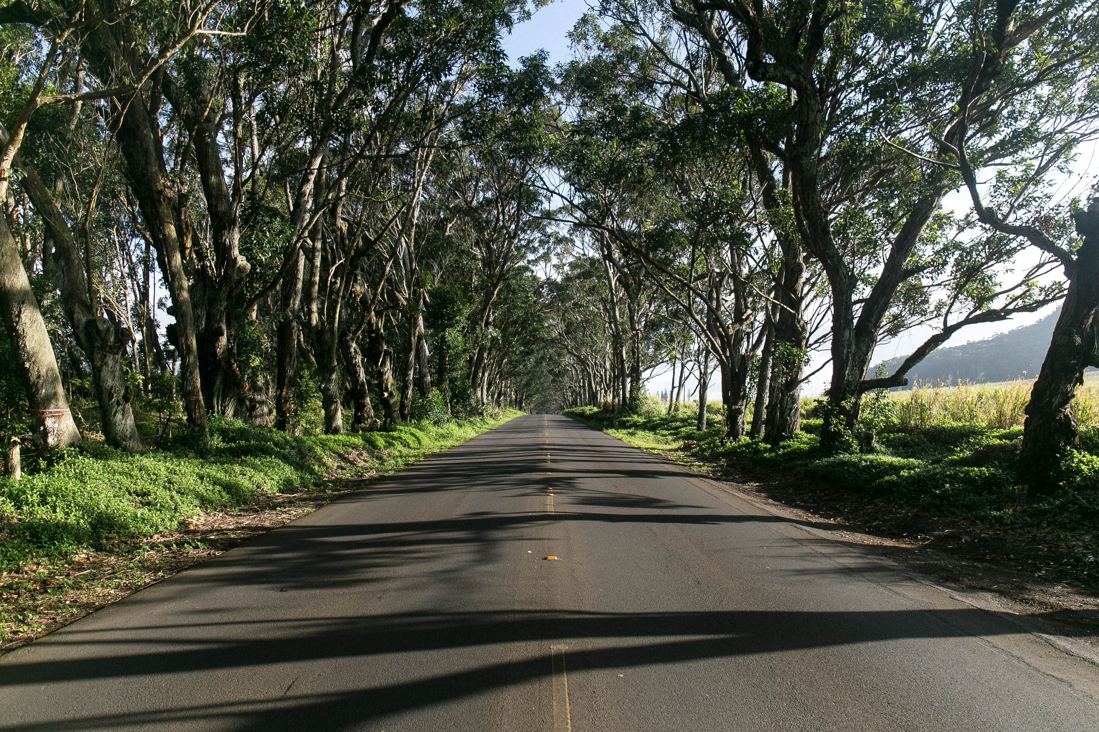 an empty road surrounded by rows of trees, empty road on a sunny day 4k, HD Wallpaper