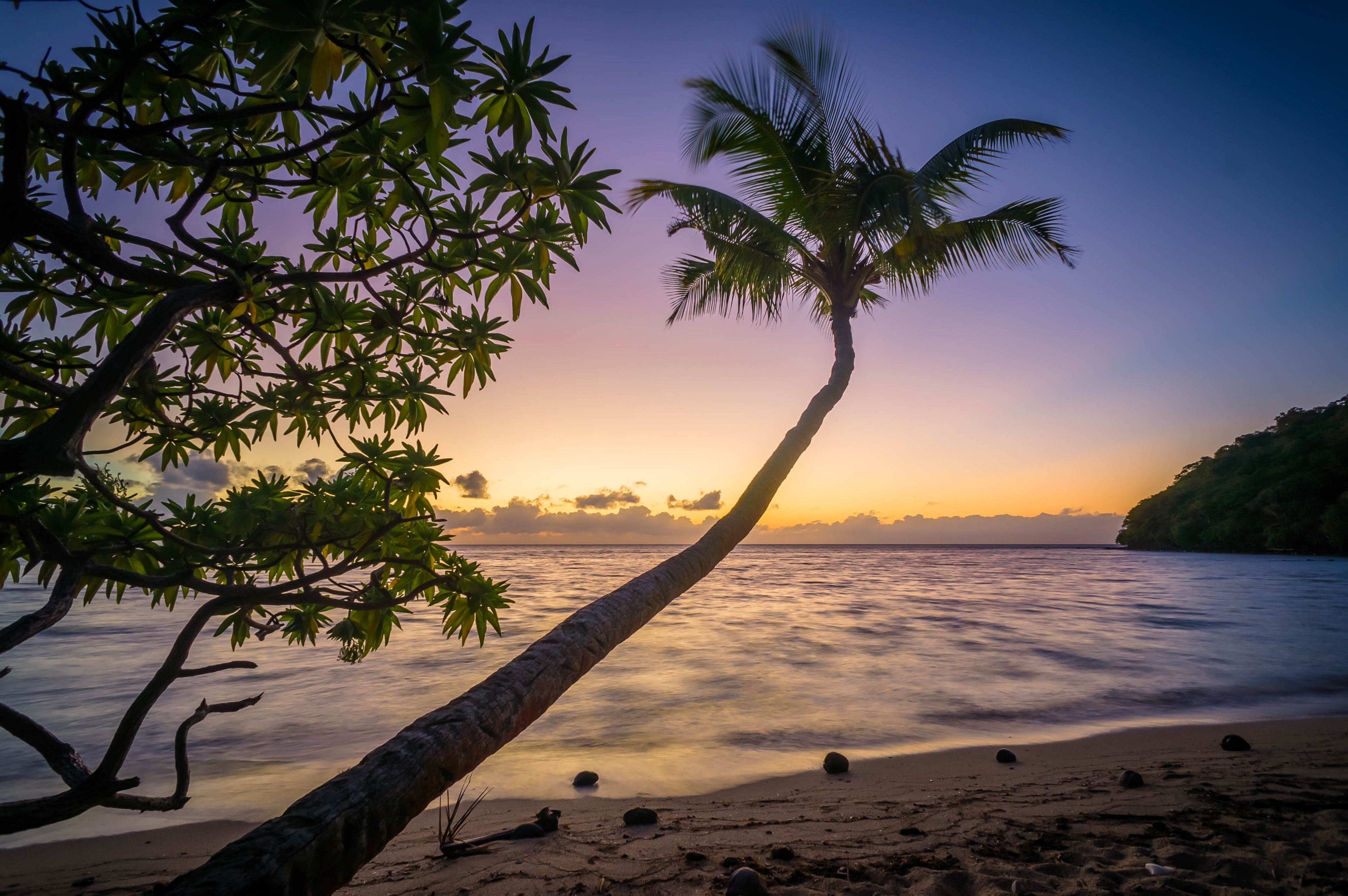 coconut palm tree at the sandy beach by the ocean at the sunset, sand beach at sunset 4k, HD Wallpaper