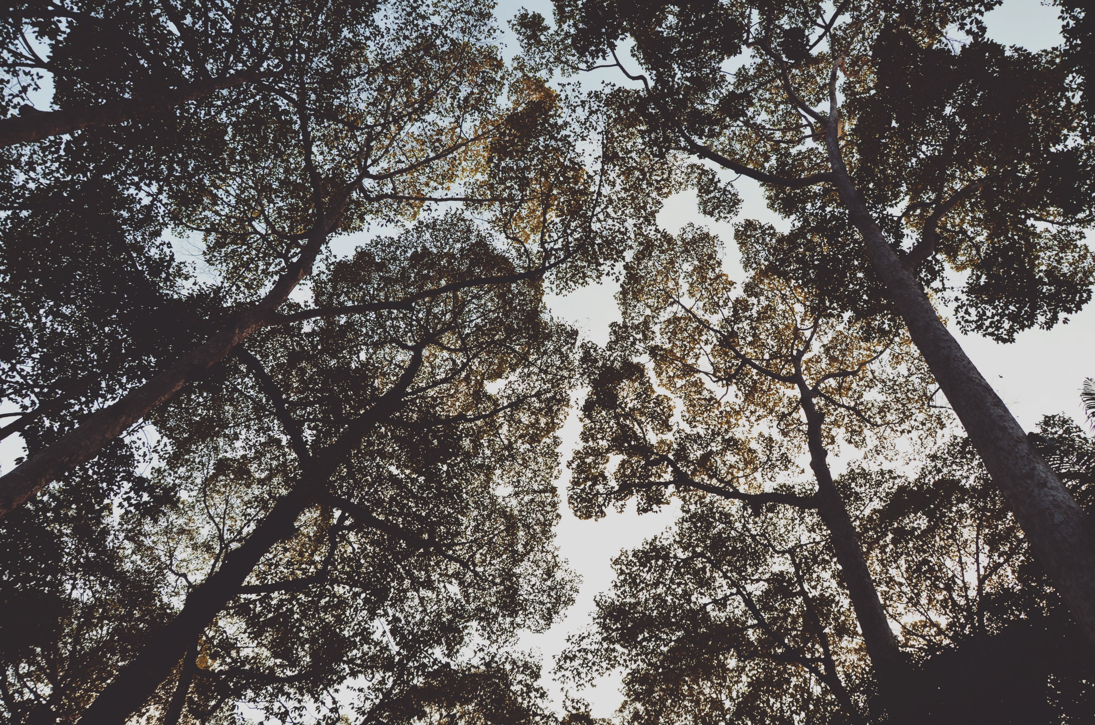 a low angle shot of leaved treetops against a blue sky, woody canopy 4k, HD Wallpaper