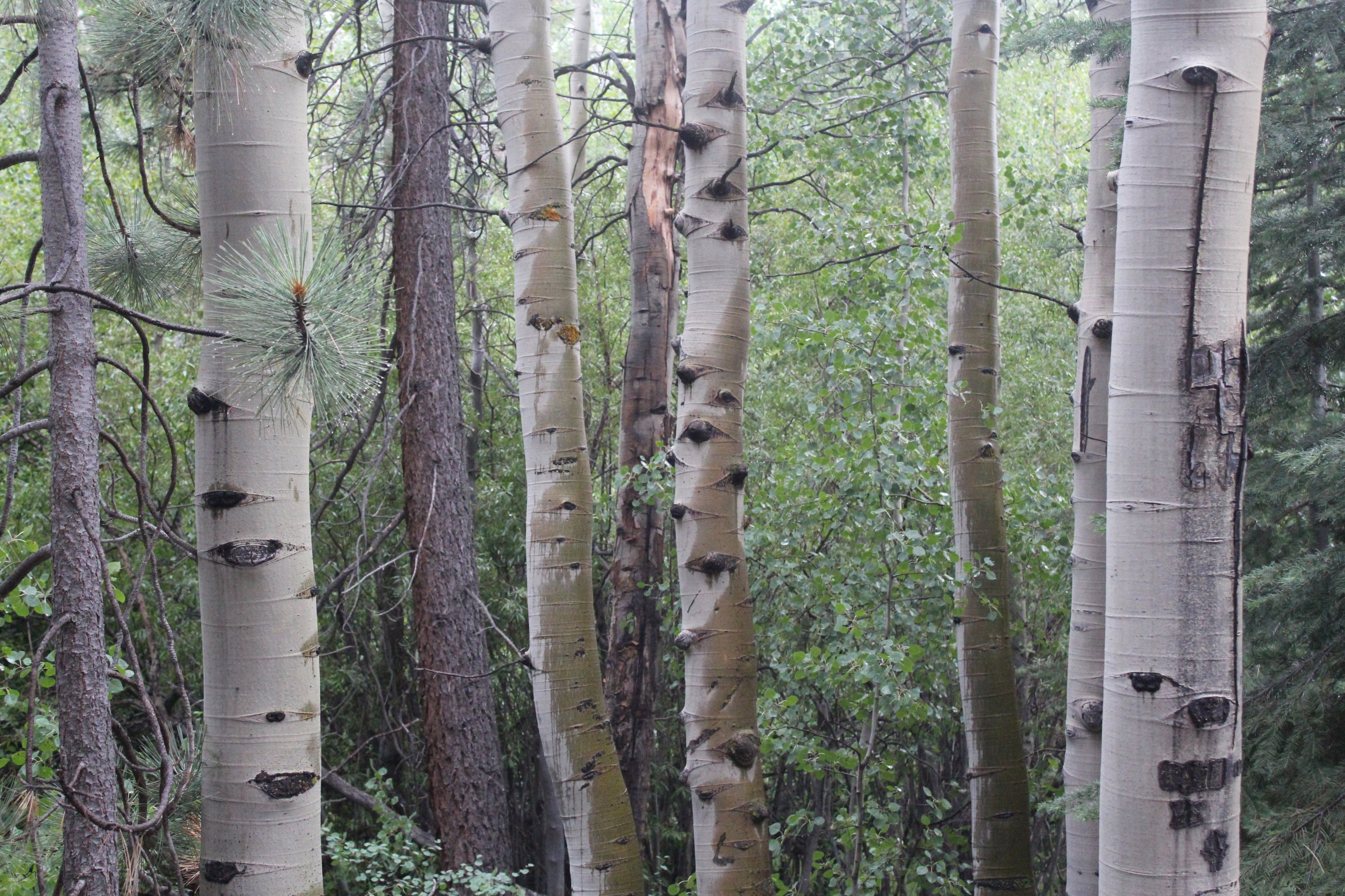a forest of birch tree, birch trees 4k, HD Wallpaper