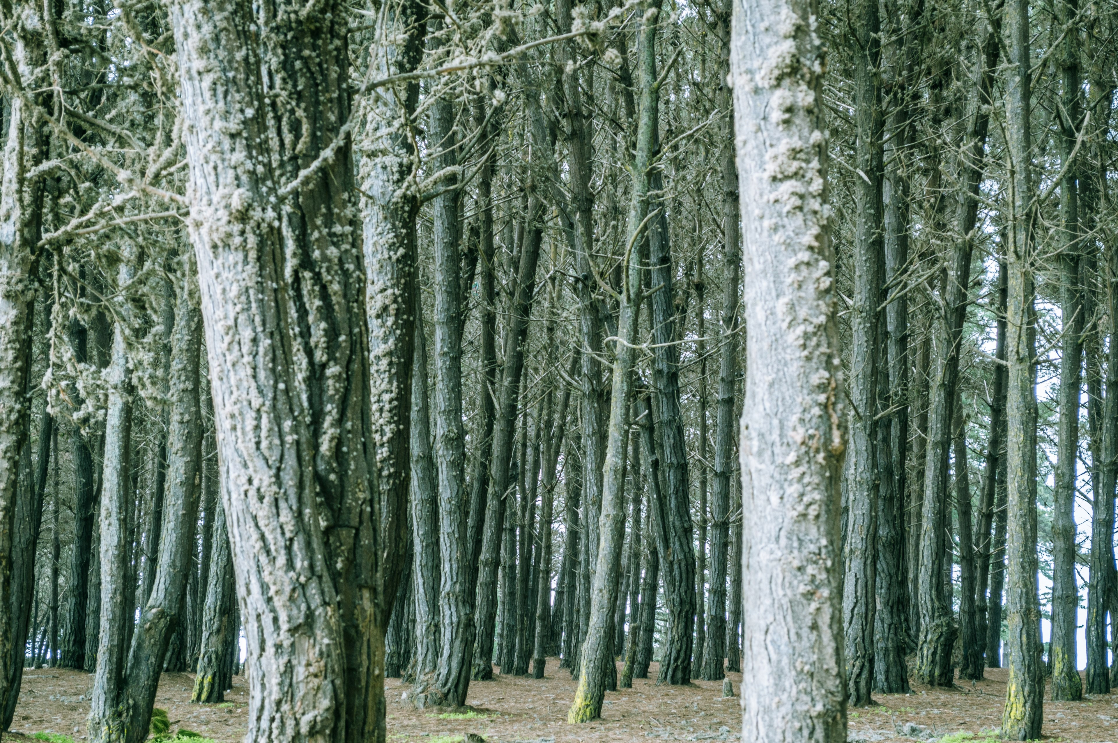 grayish tree trunks in the middle of a forest, tree trunks 4k, HD Wallpaper