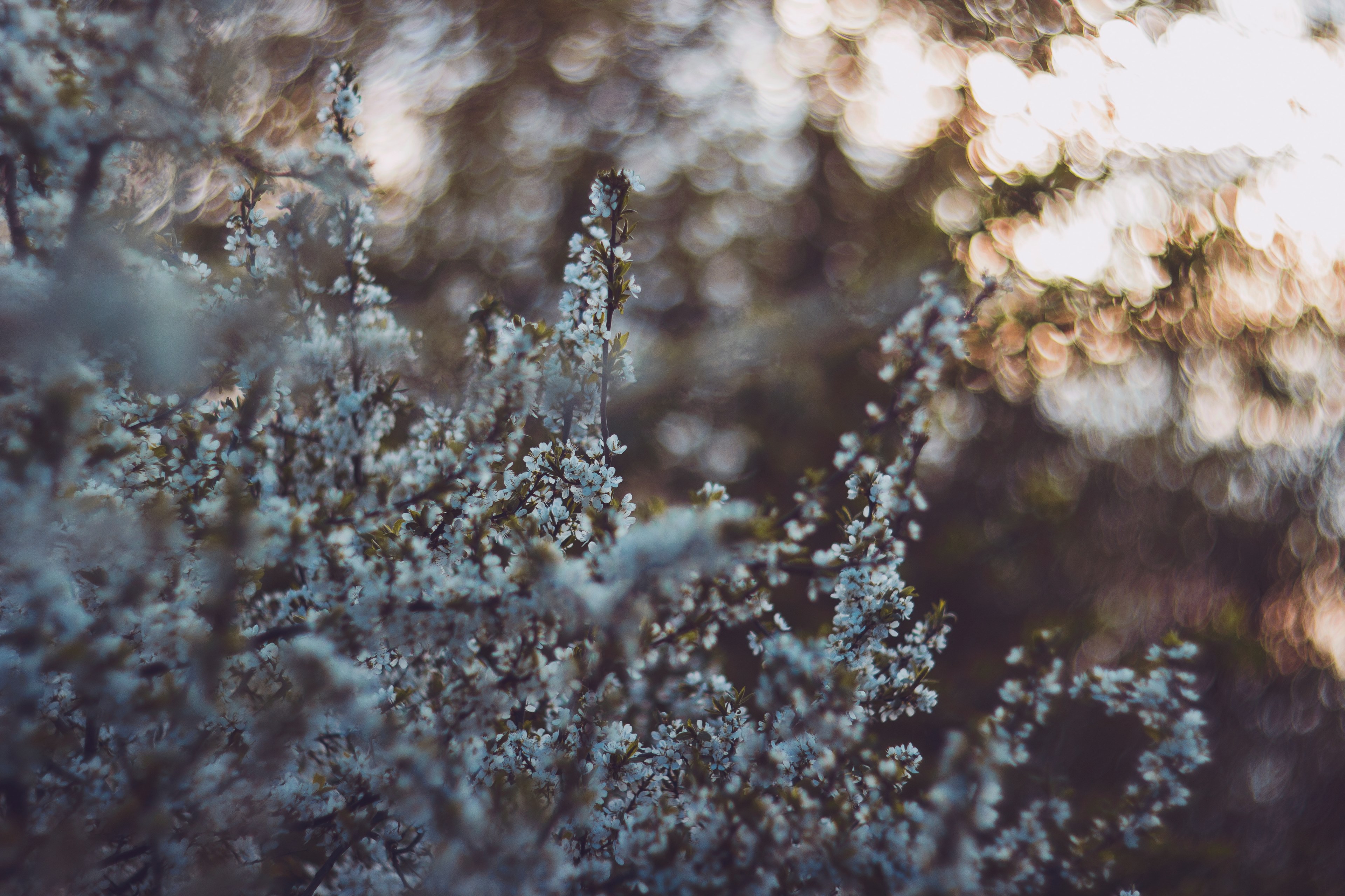 a cherry tree in blossom with bokeh effect in the background, white blossom 4k, HD Wallpaper