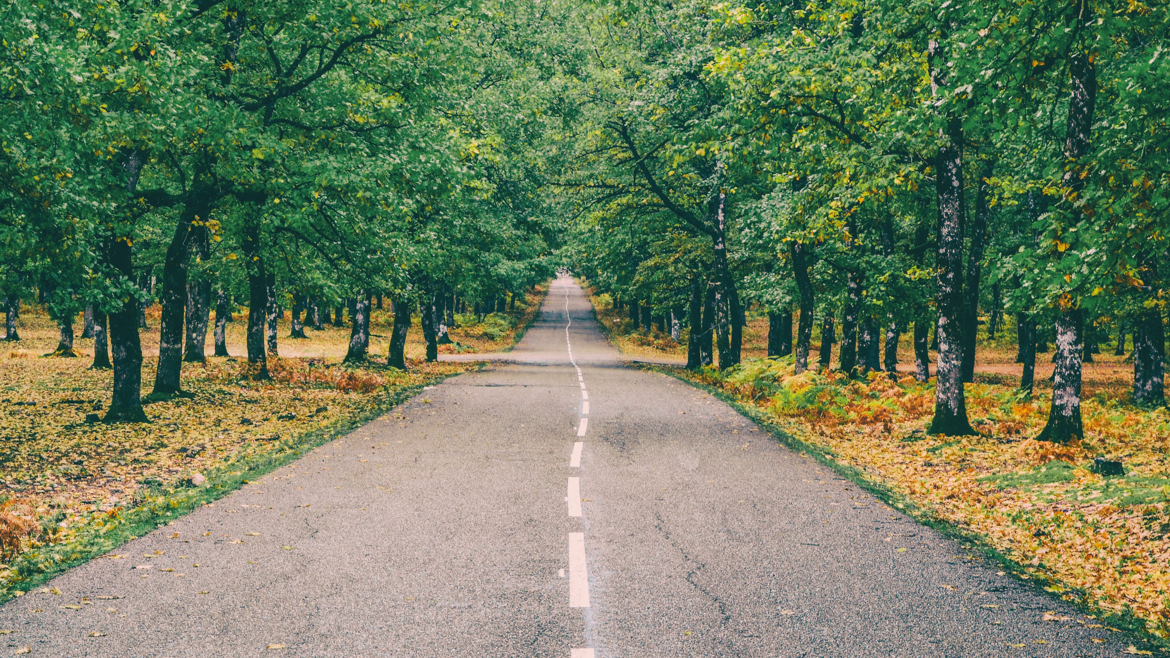 road, marking, autumn, trees, 4k, HD Wallpaper