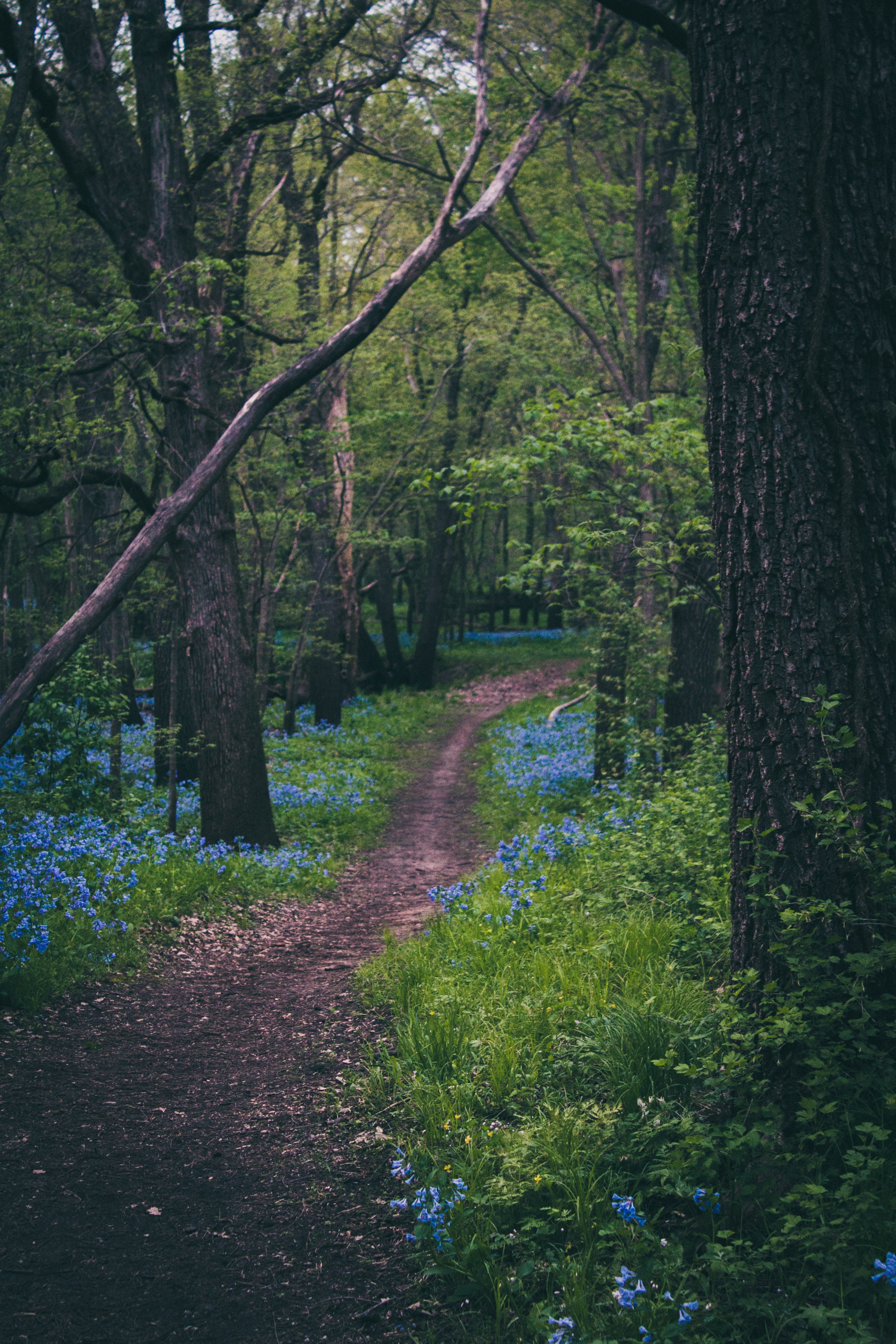 leafe nature flower and path hd, 4k, Phone HD Wallpaper