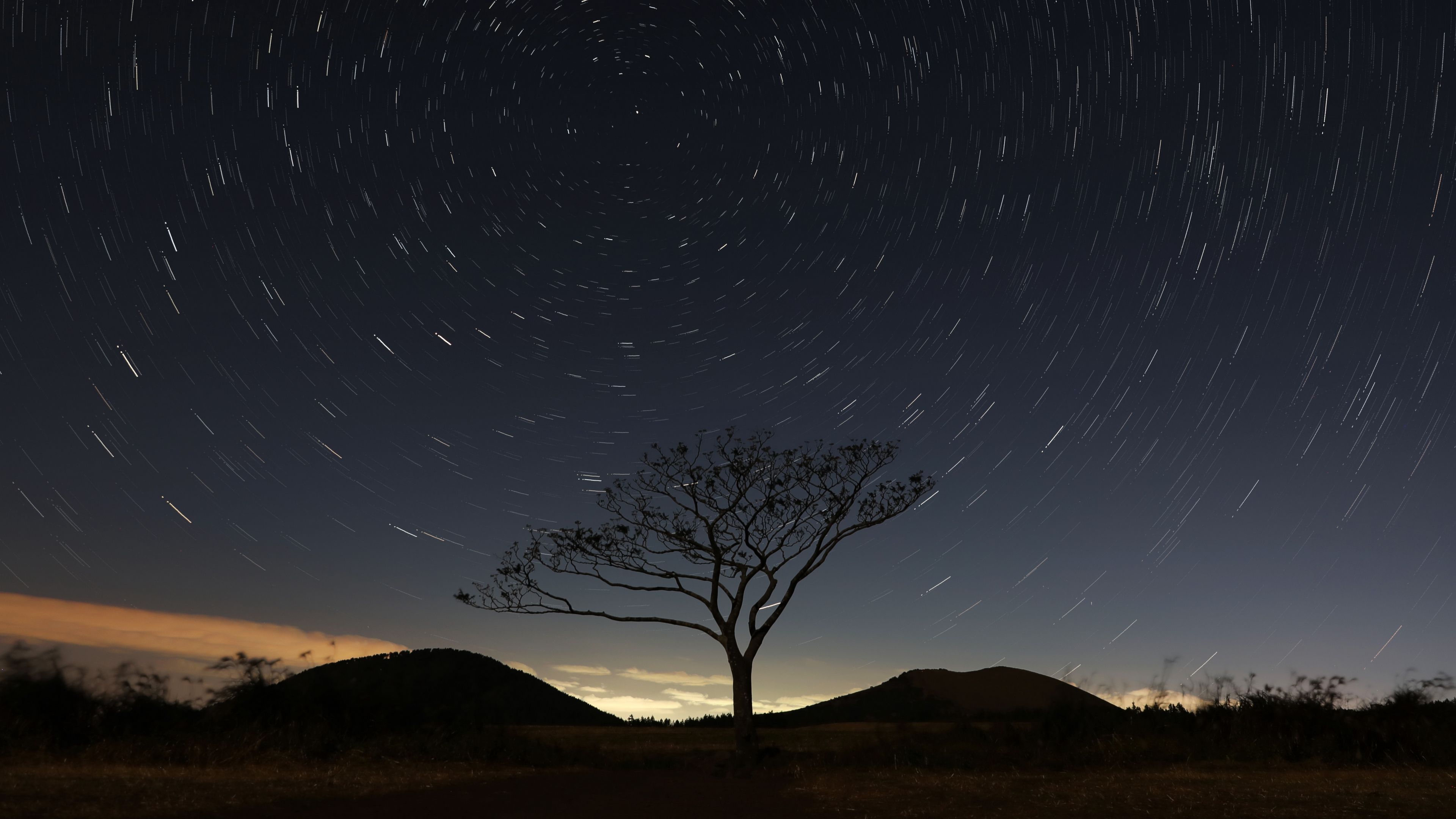 starry sky, tree, sky, night, 4k, HD Wallpaper