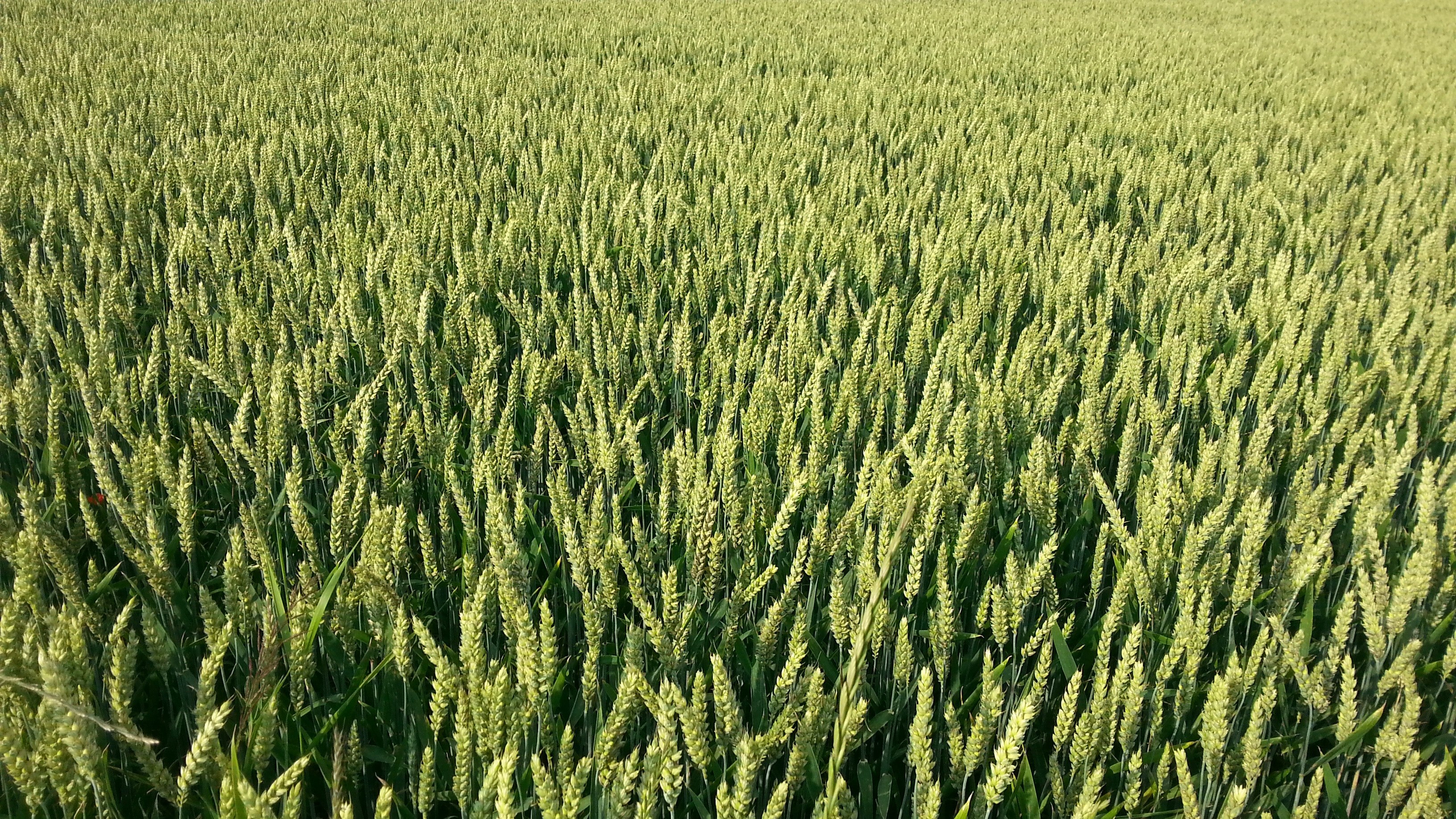 field of green plants grow on a farm, country agriculture 4k, HD Wallpaper