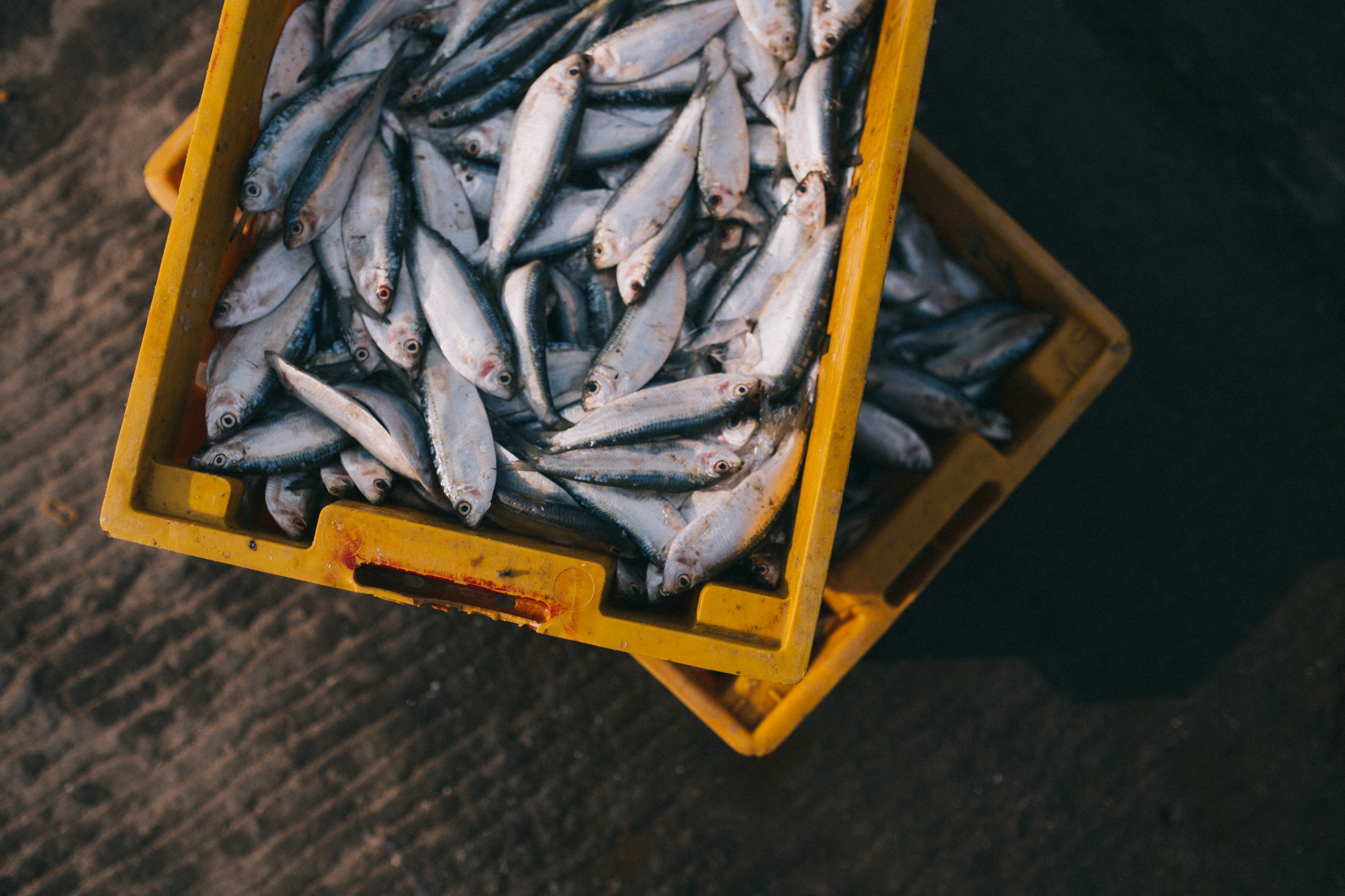fish crate stacked and sardine 4k, HD Wallpaper
