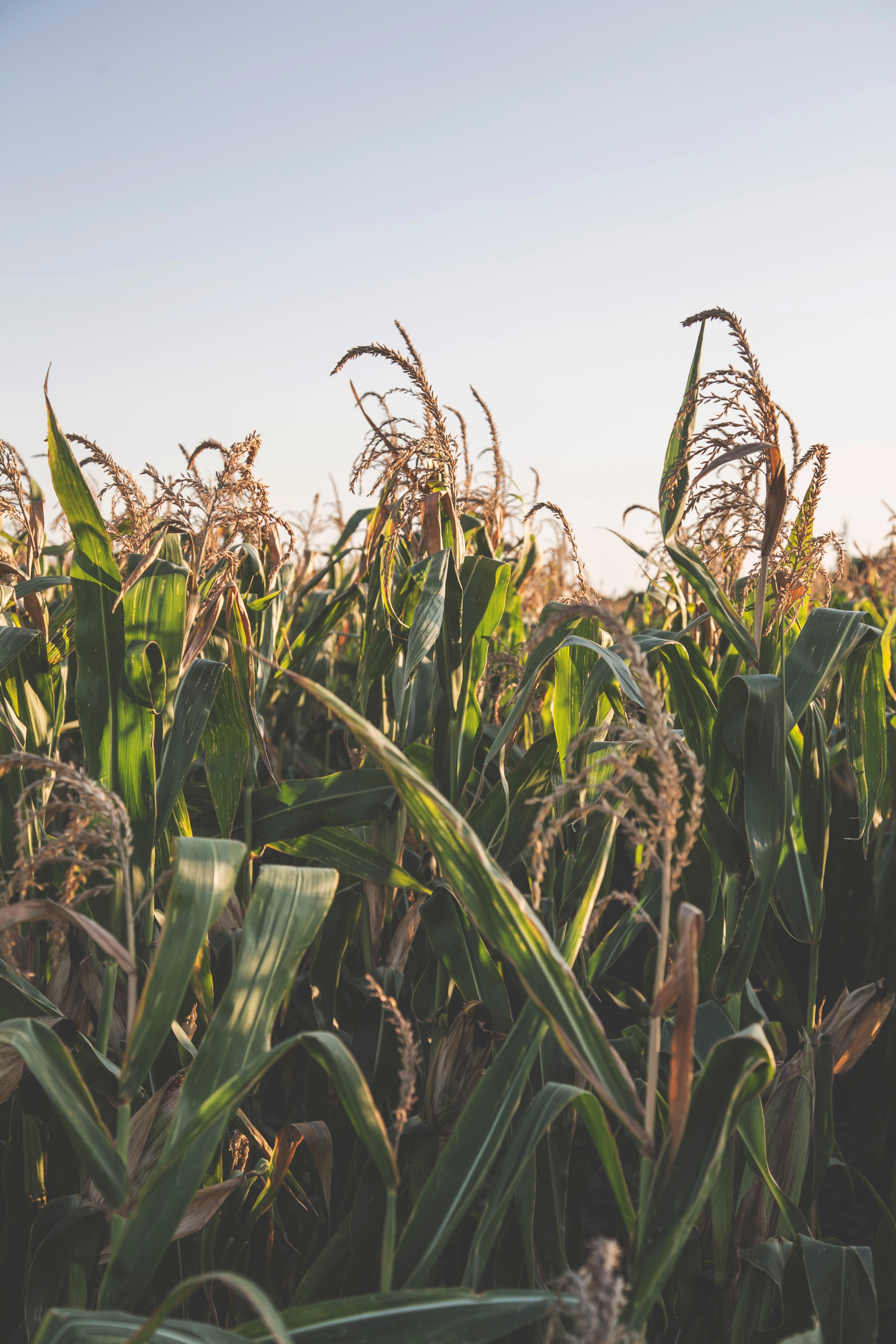 summer evening field and corn hd, 4k, Phone HD Wallpaper