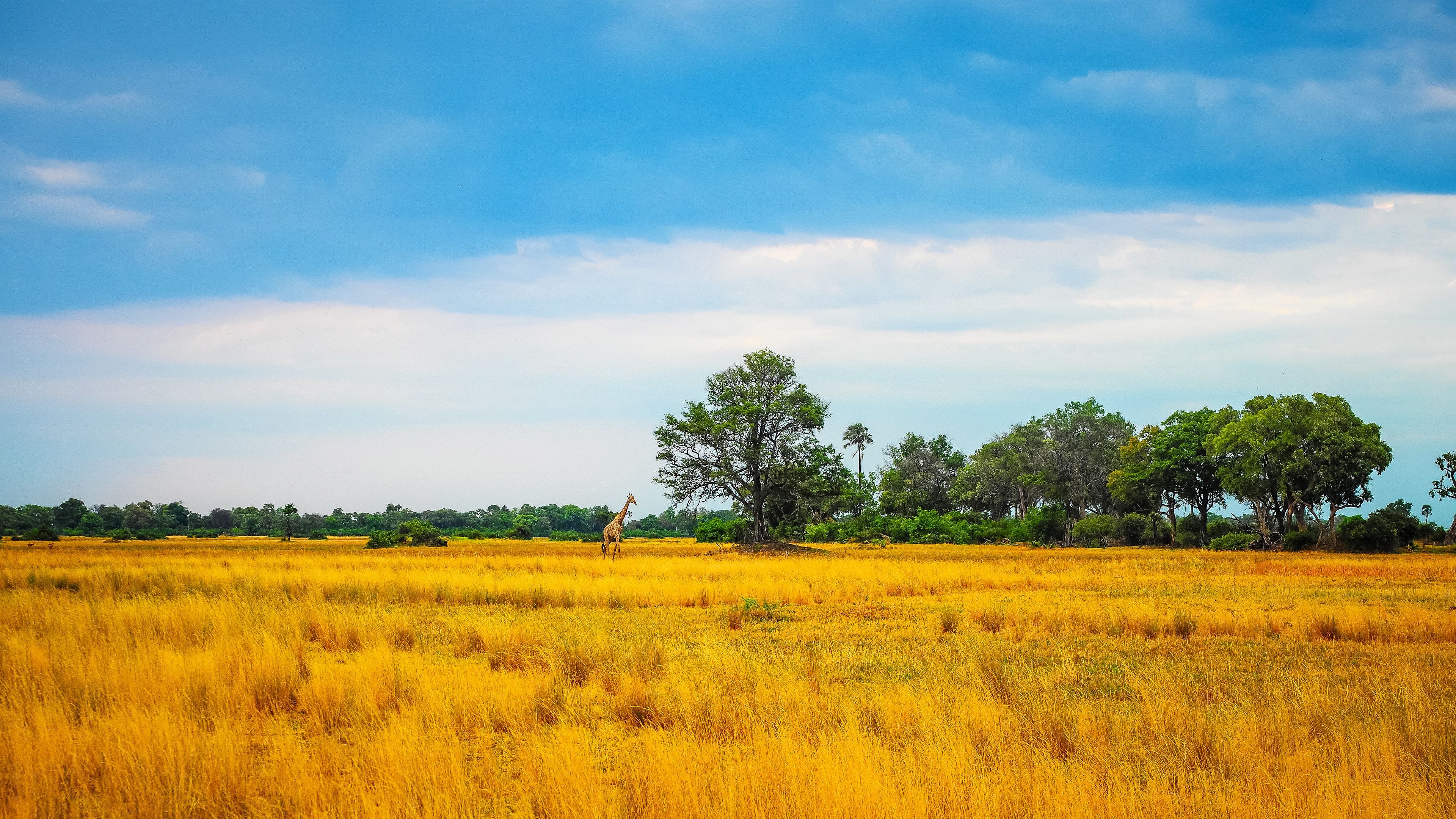 africa, giraffe, grass, trees, 4k, HD Wallpaper