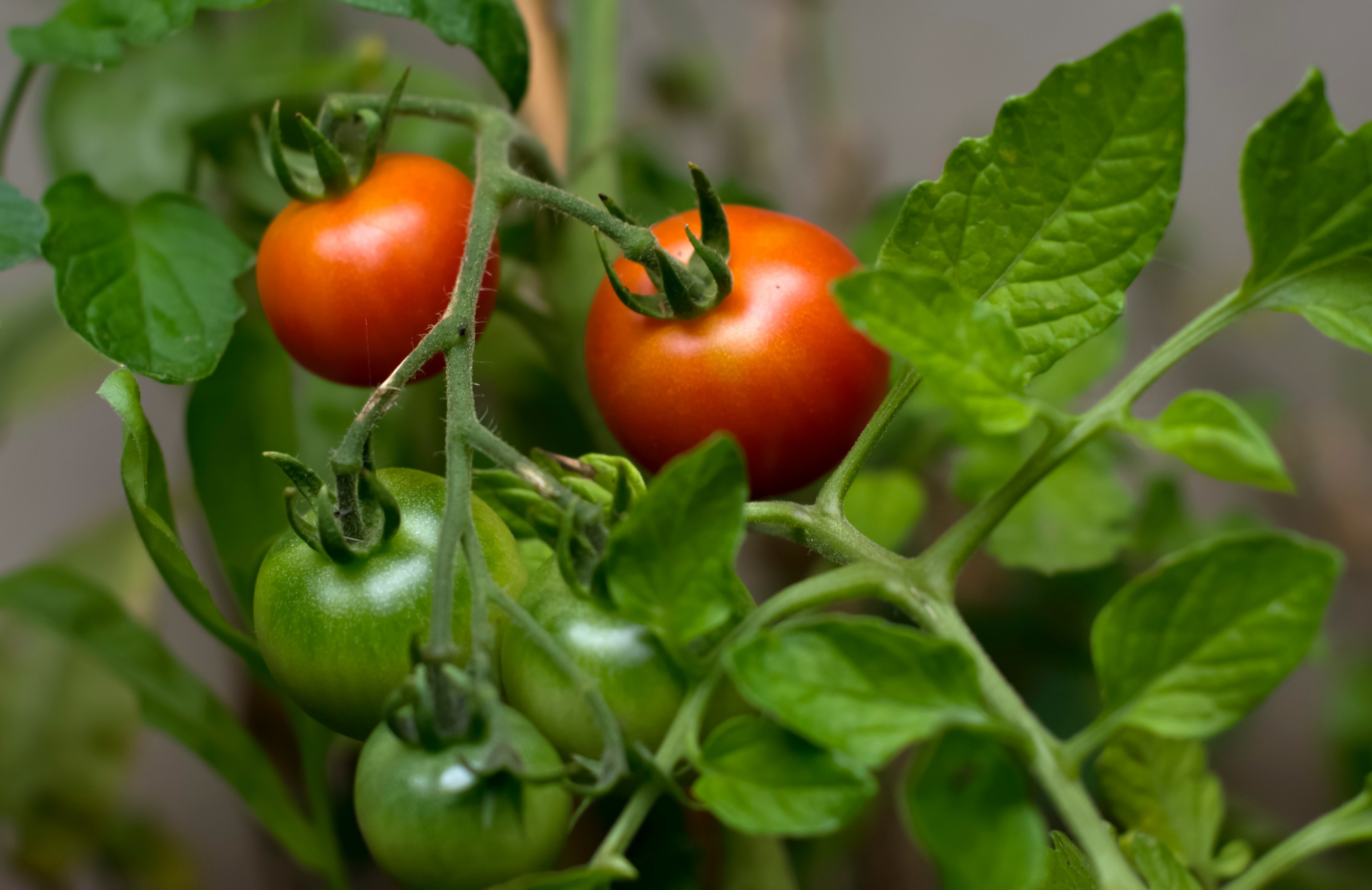 tomato harvest garden and nature 4k, HD Wallpaper