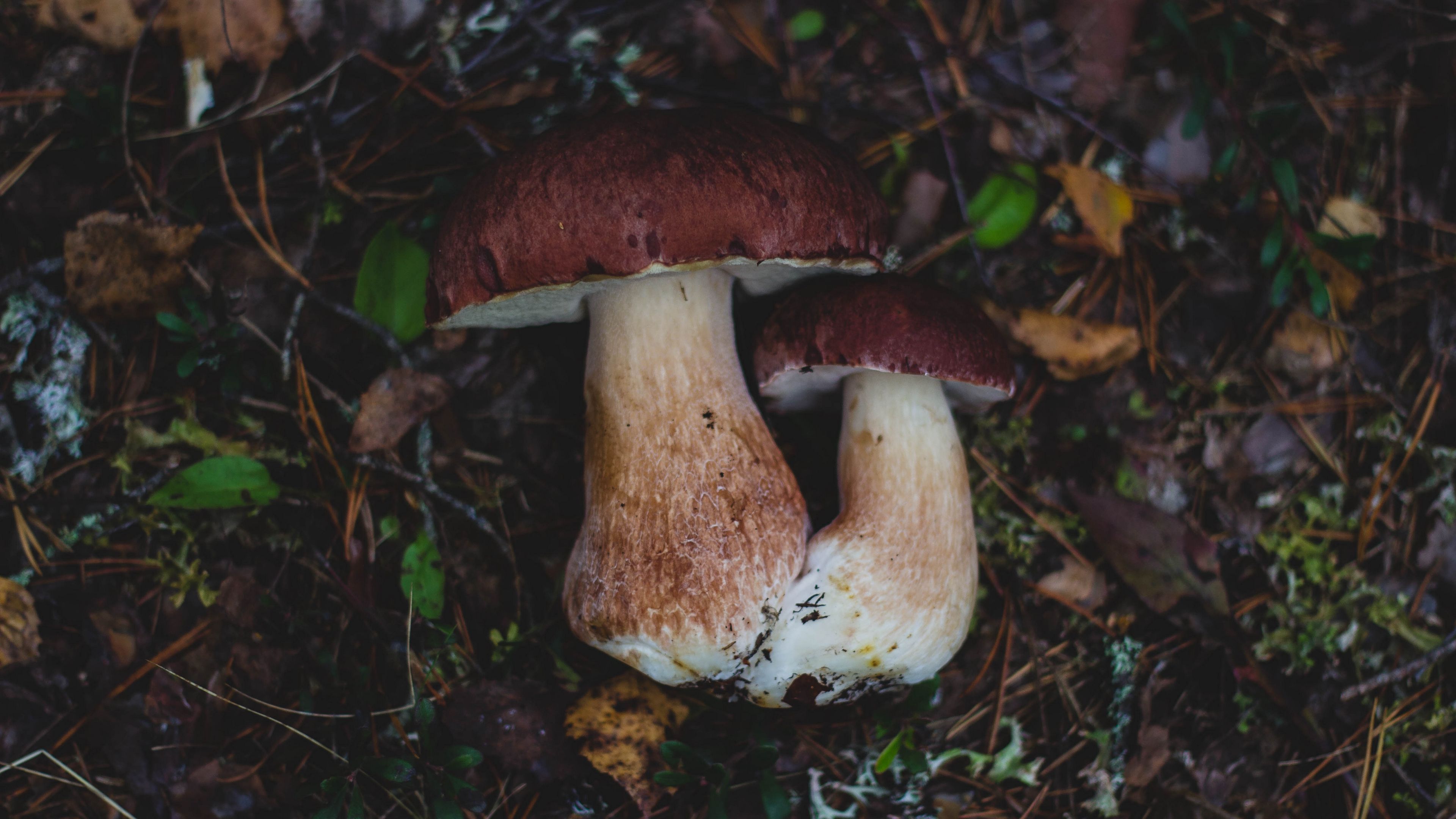 mushrooms, autumn, foliage, 4k, HD Wallpaper