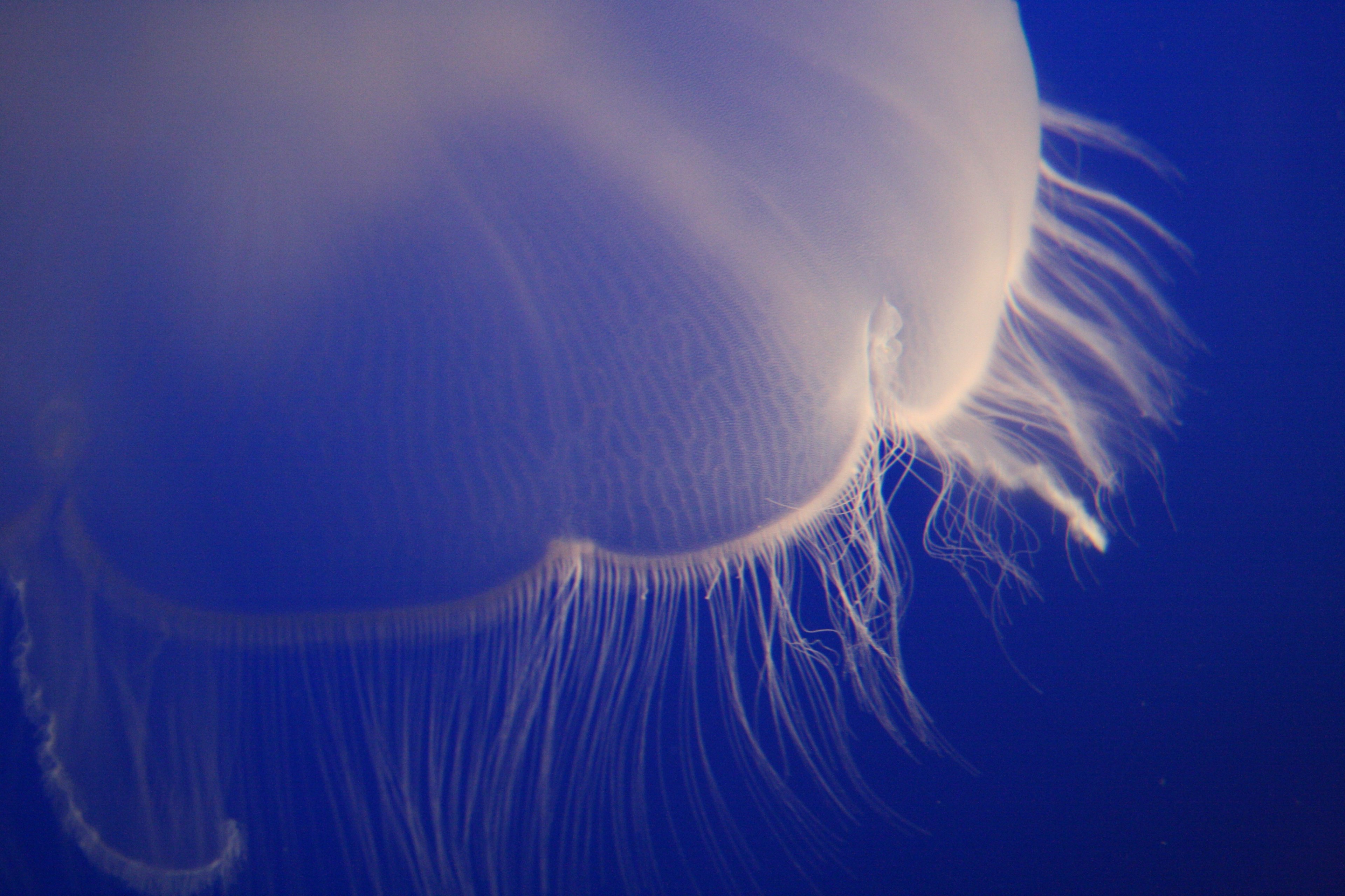 jellyfish underwater marine and tenacle 4k, HD Wallpaper