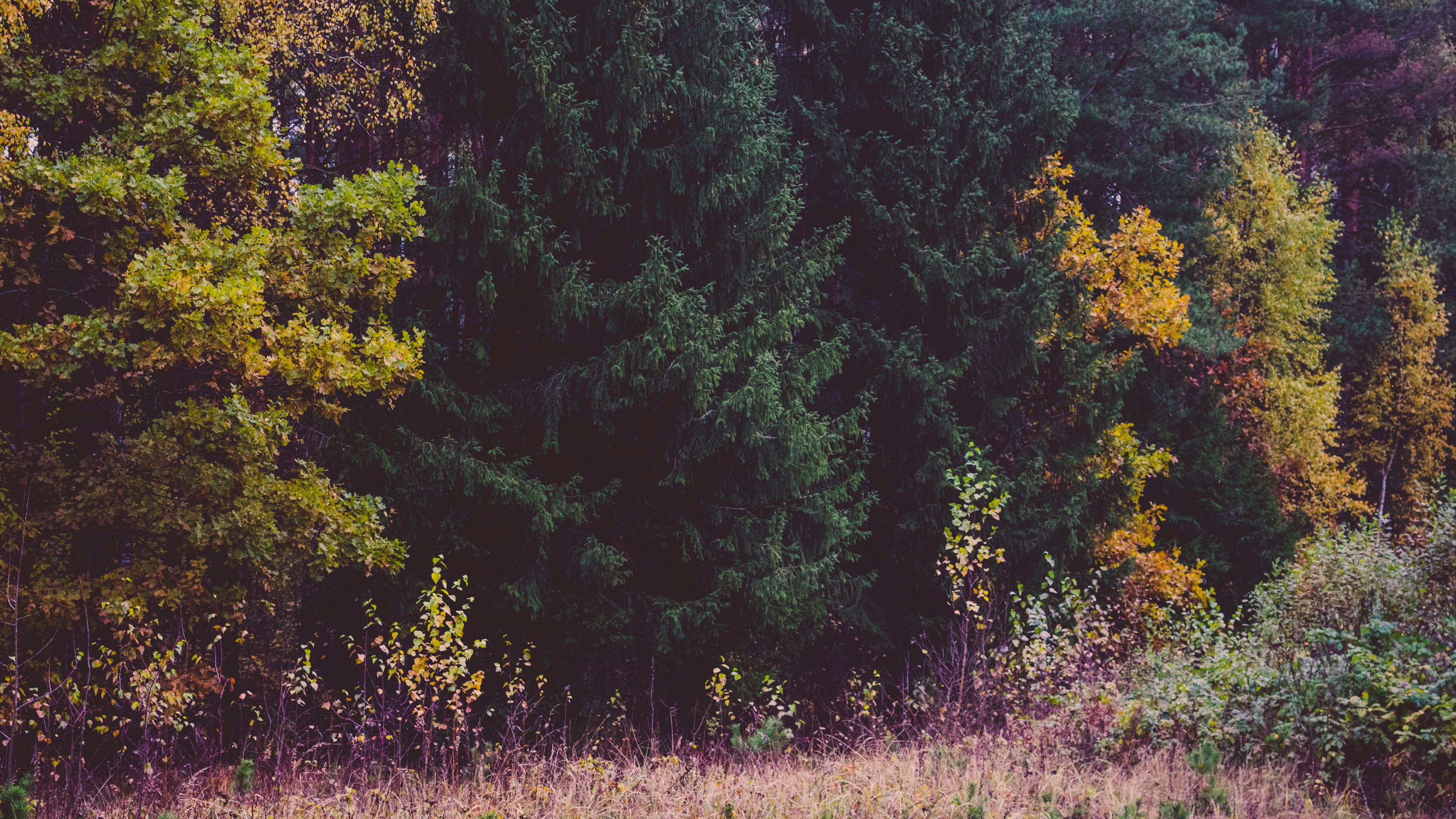 trees, forest, autumn, grass, 4k, HD Wallpaper