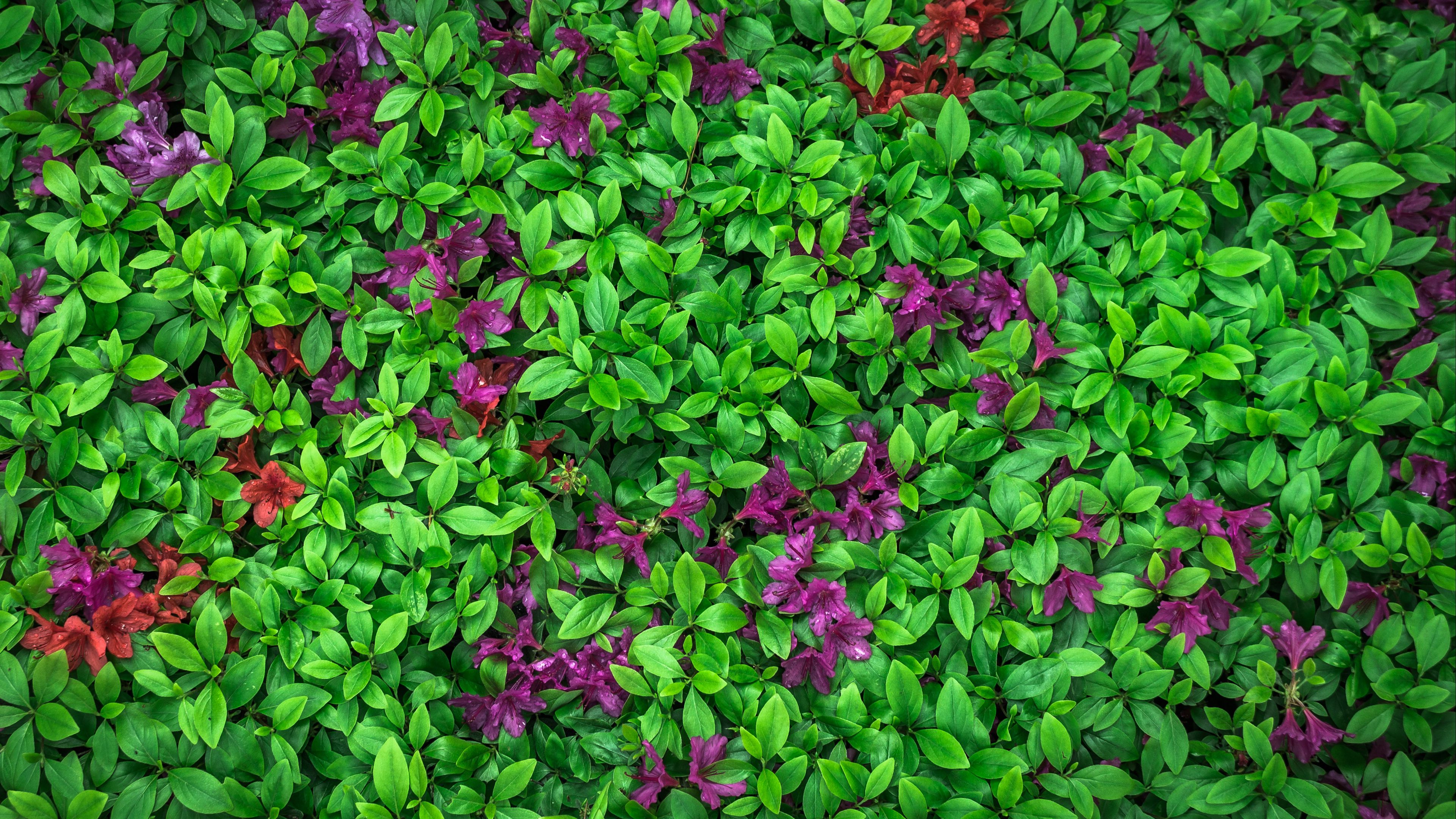 azalea, leaves, flowers, plant, 4k, HD Wallpaper