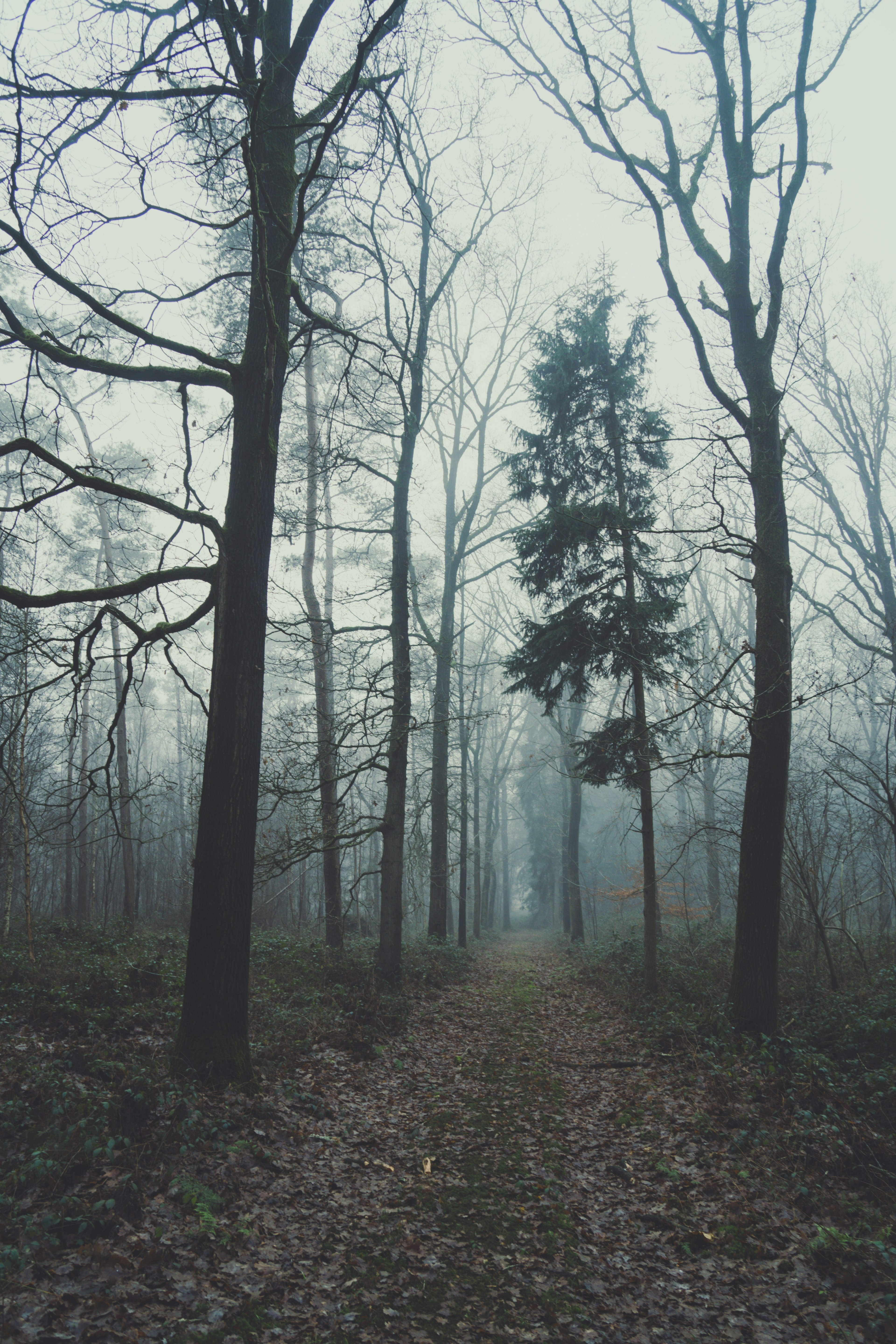 moody forest 4k, Phone HD Wallpaper