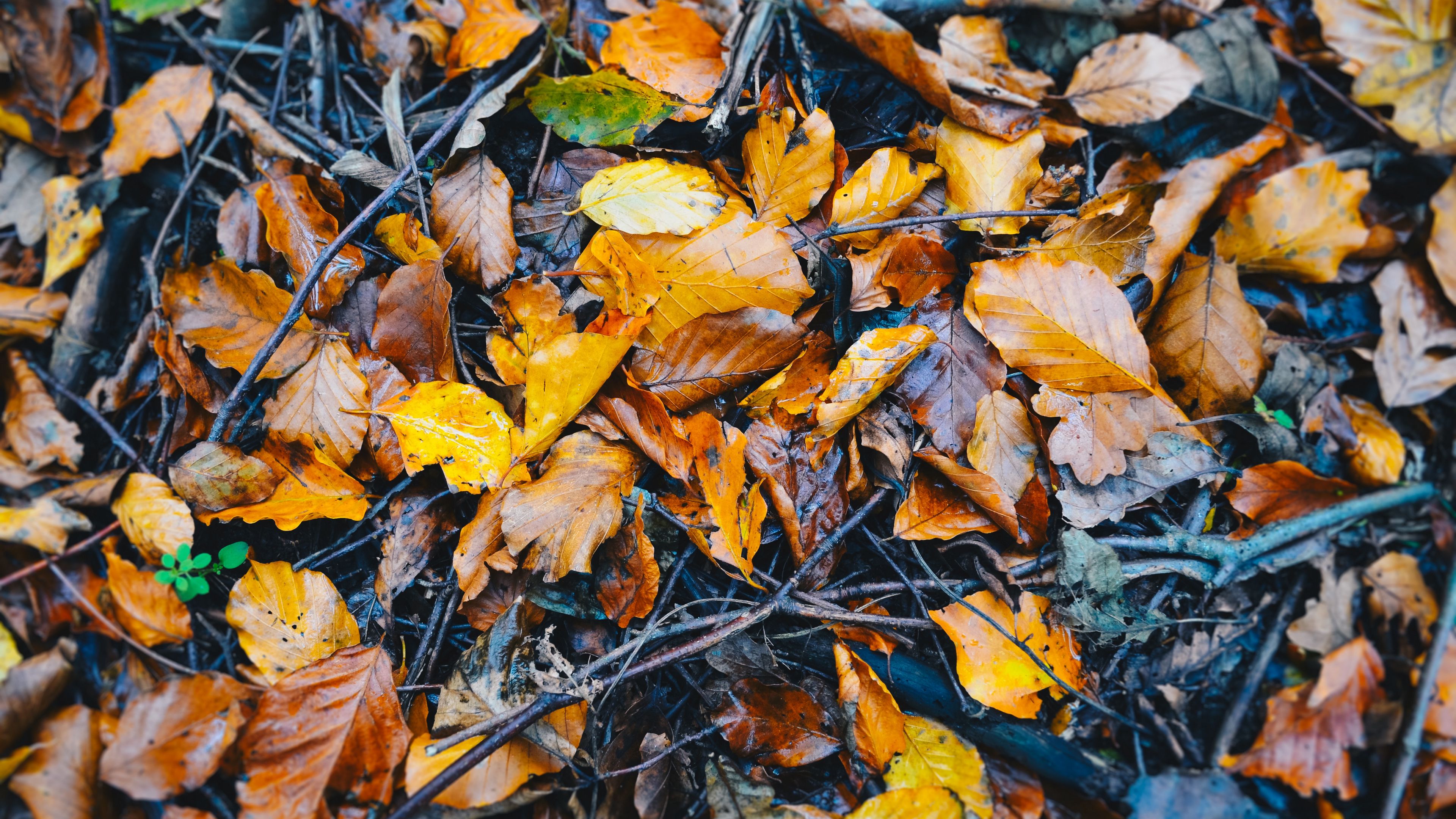 foliage, fallen, autumn, wet, 4k, HD Wallpaper