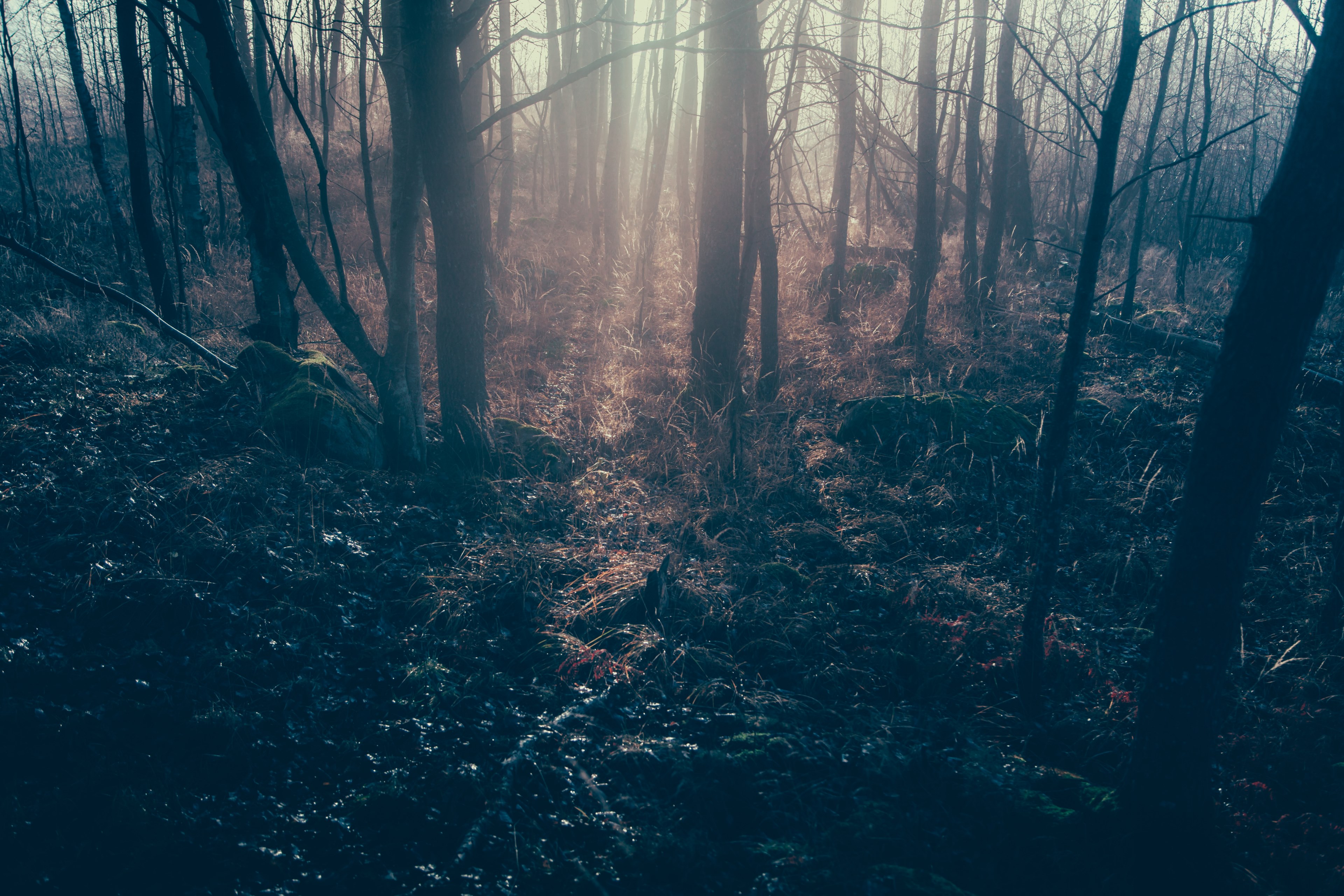 grassy forest floor under a light haze in the evening, haze over the forest floor 4k, HD Wallpaper