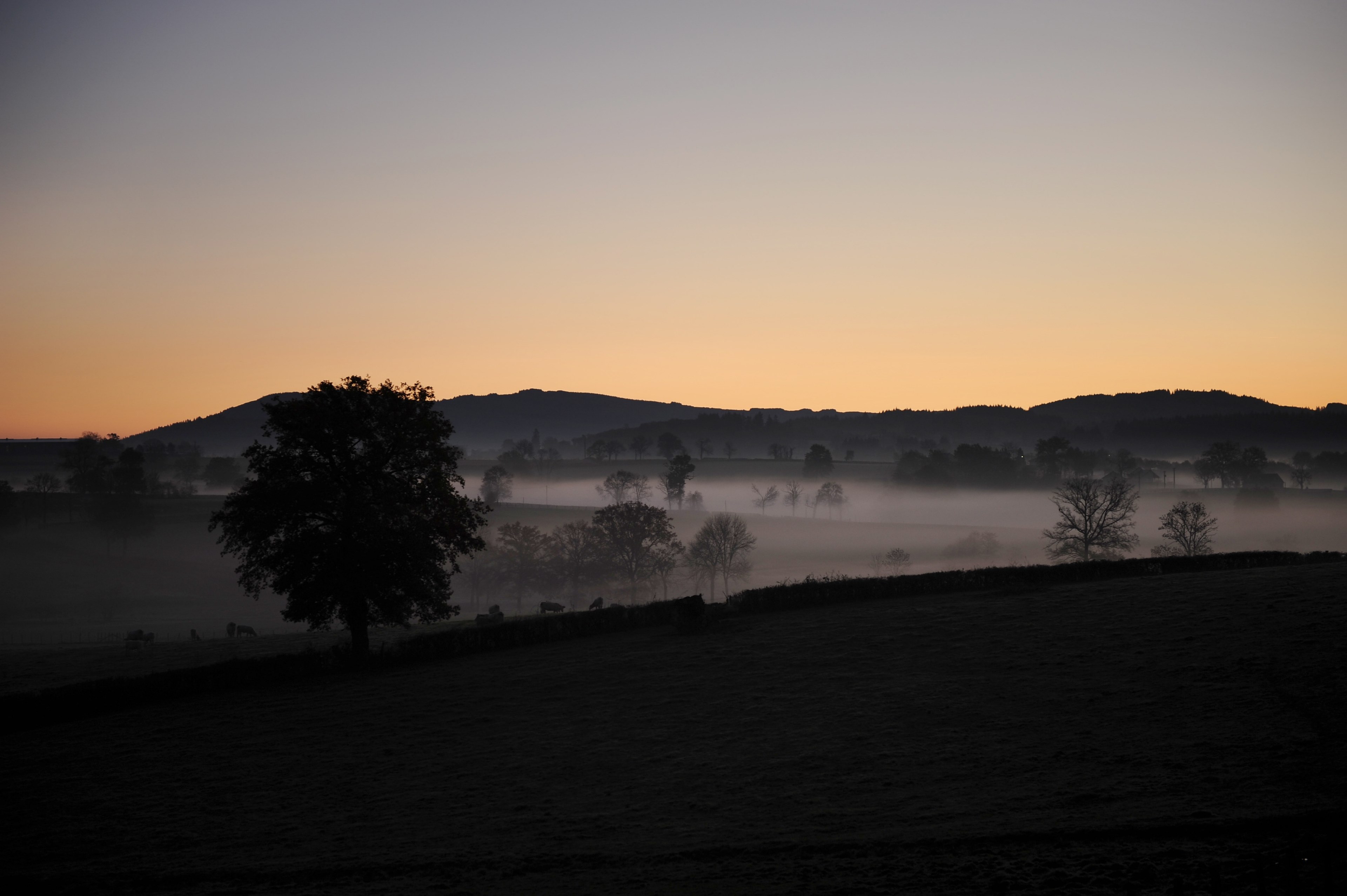 tree fog dawn and hill 4k, HD Wallpaper