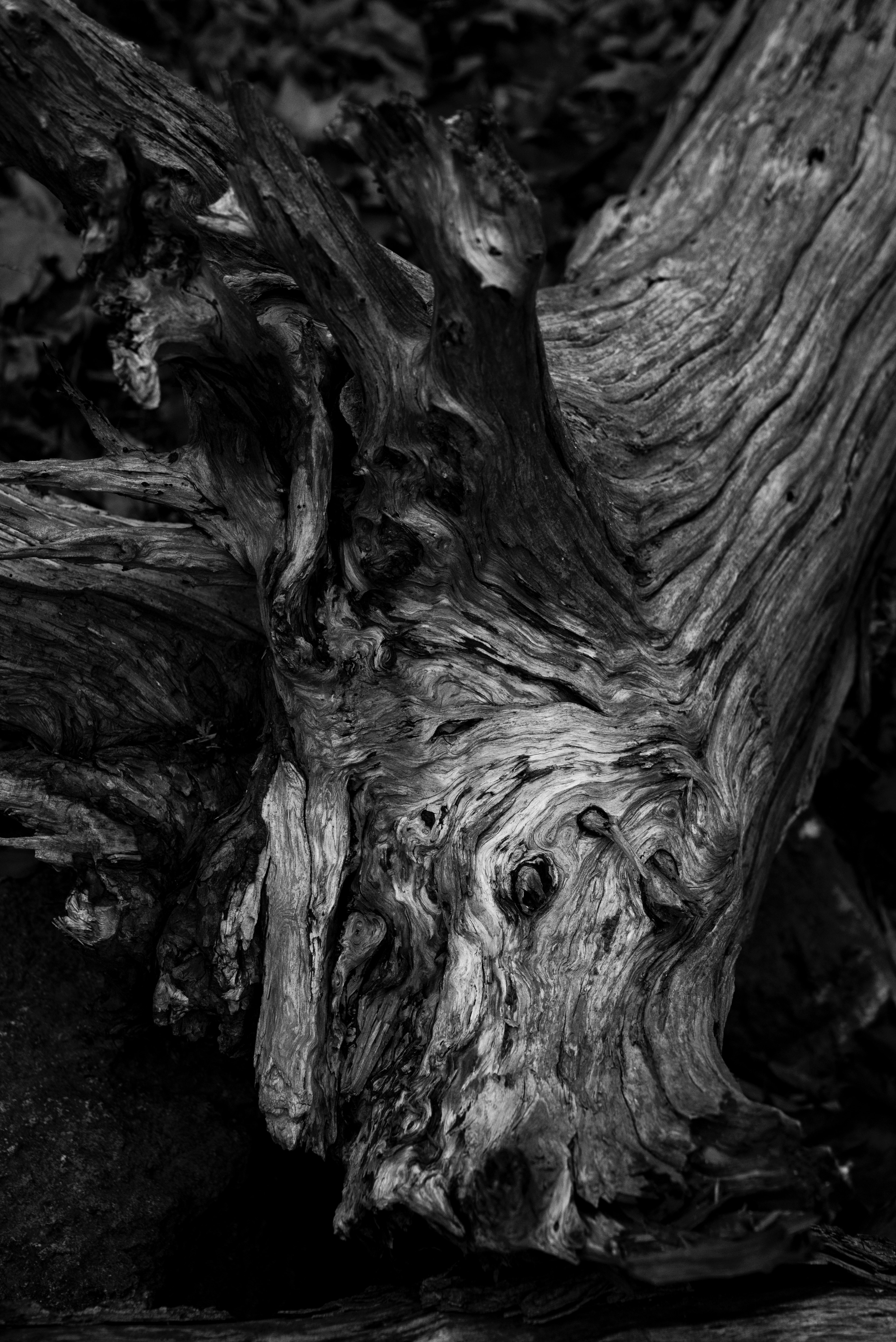 moody bampw black and white and root hd, 4k, Phone HD Wallpaper