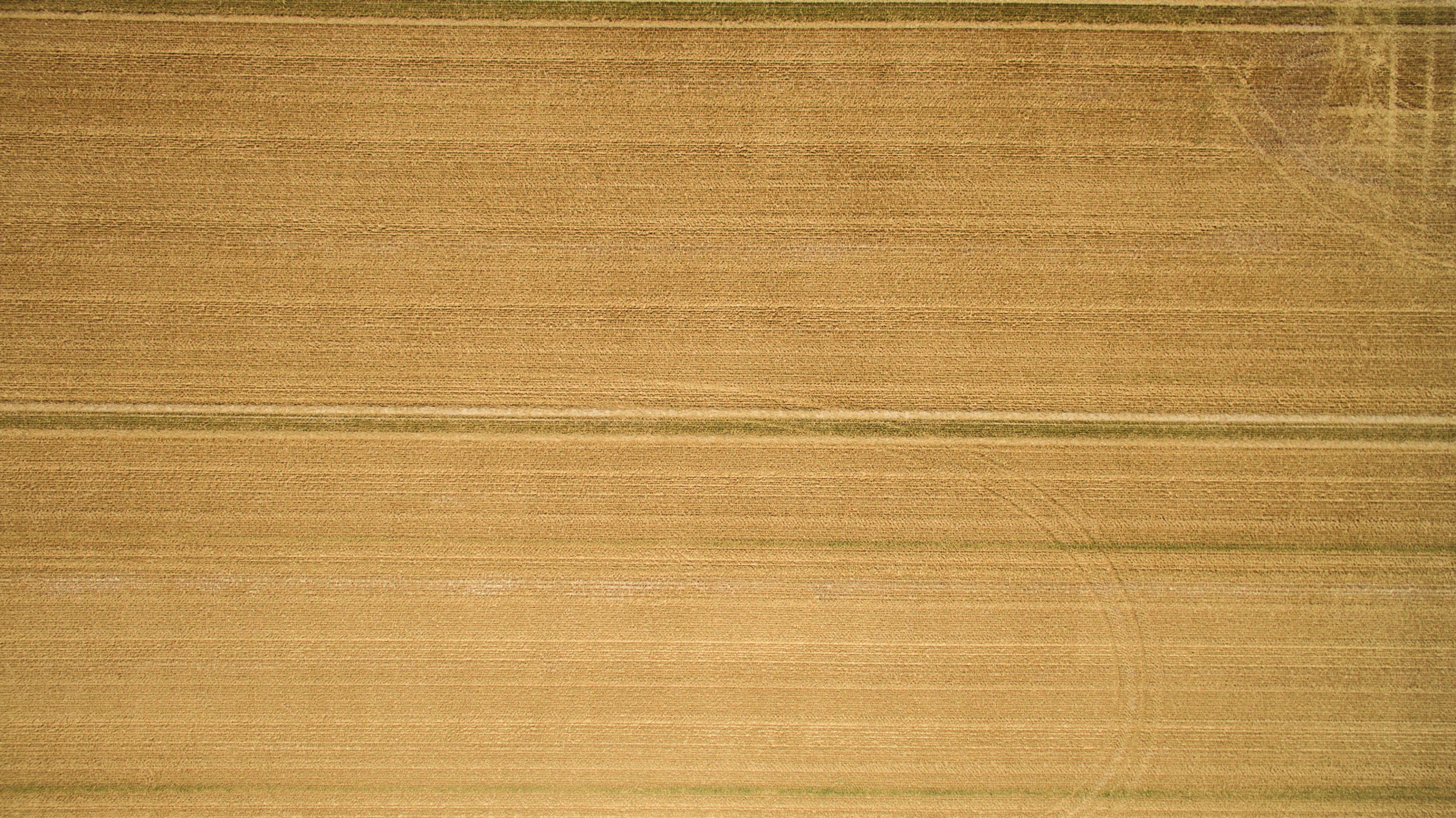 a closeup of a hardwood plank, field patterns_ 4k, HD Wallpaper