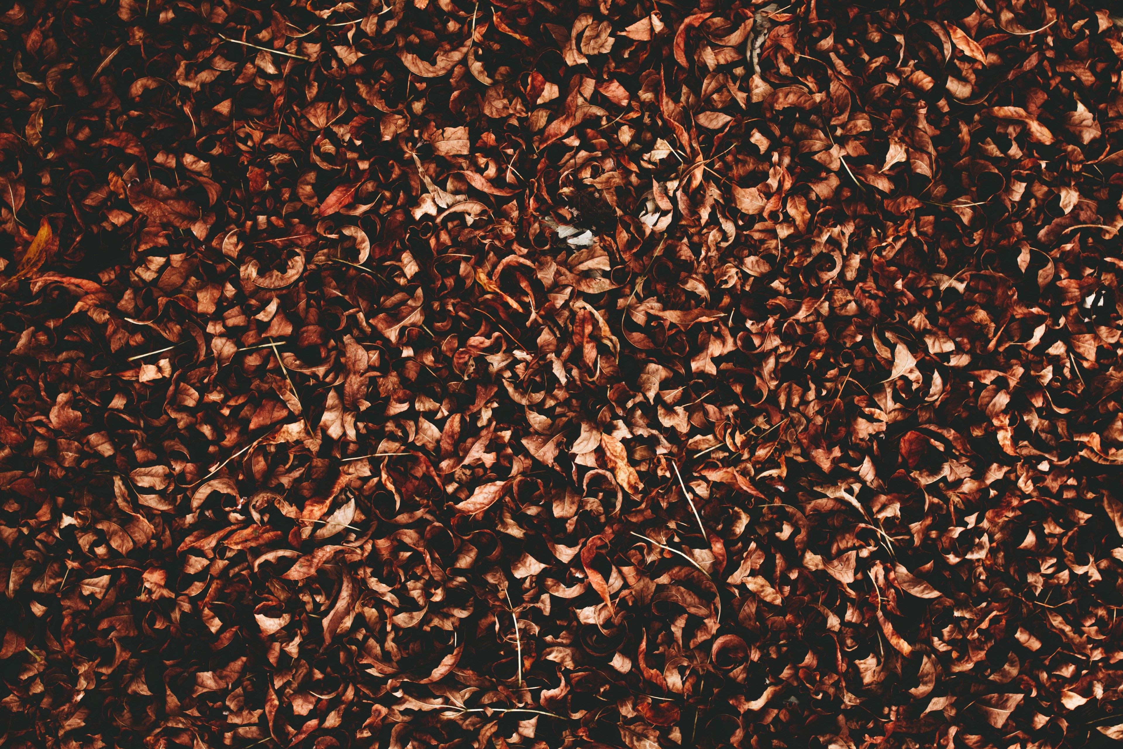 a background design made up of fall leaves on a chicago street, chicago autumn background 4k, HD Wallpaper
