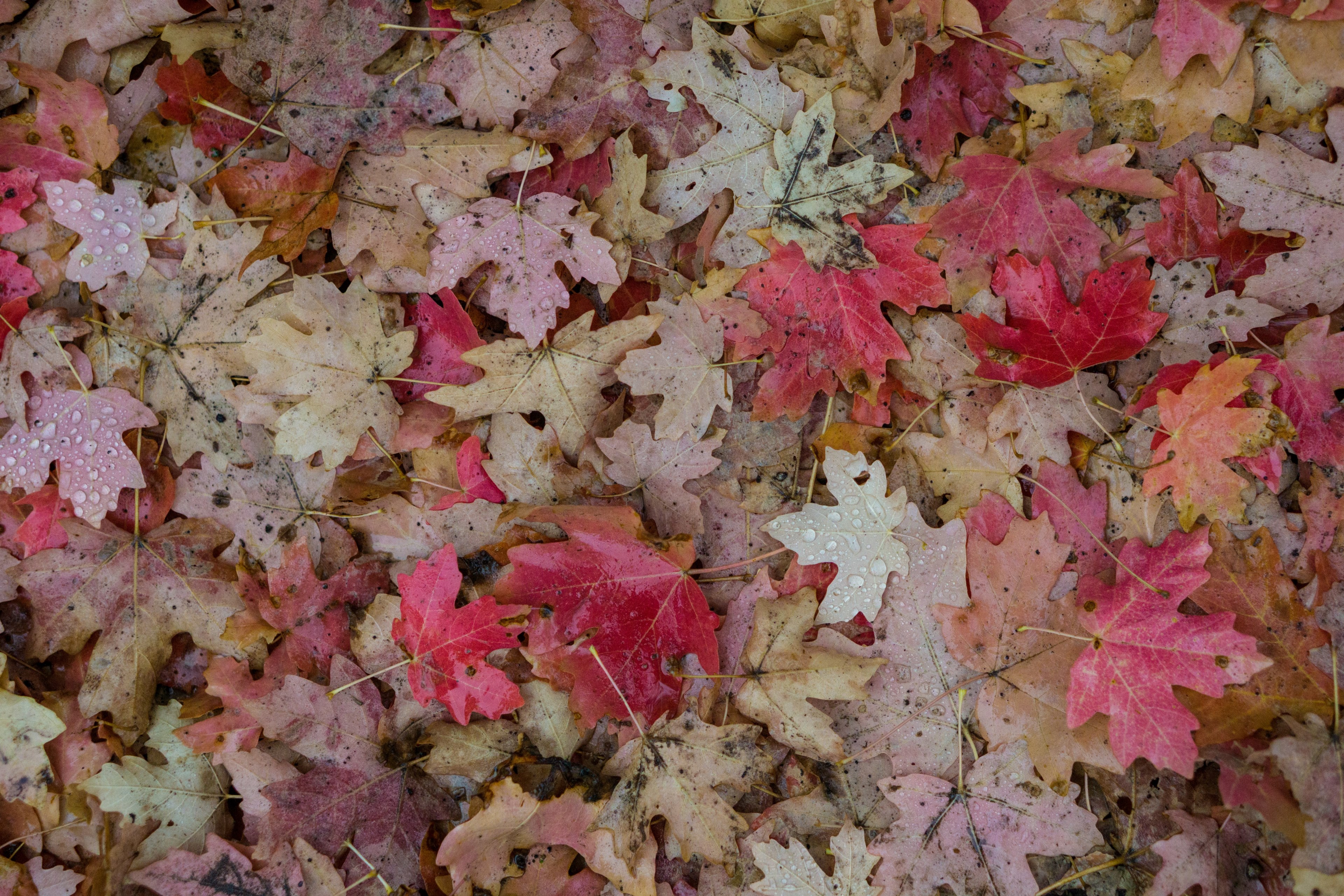 fall leafe rain drop rain and red 4k, HD Wallpaper