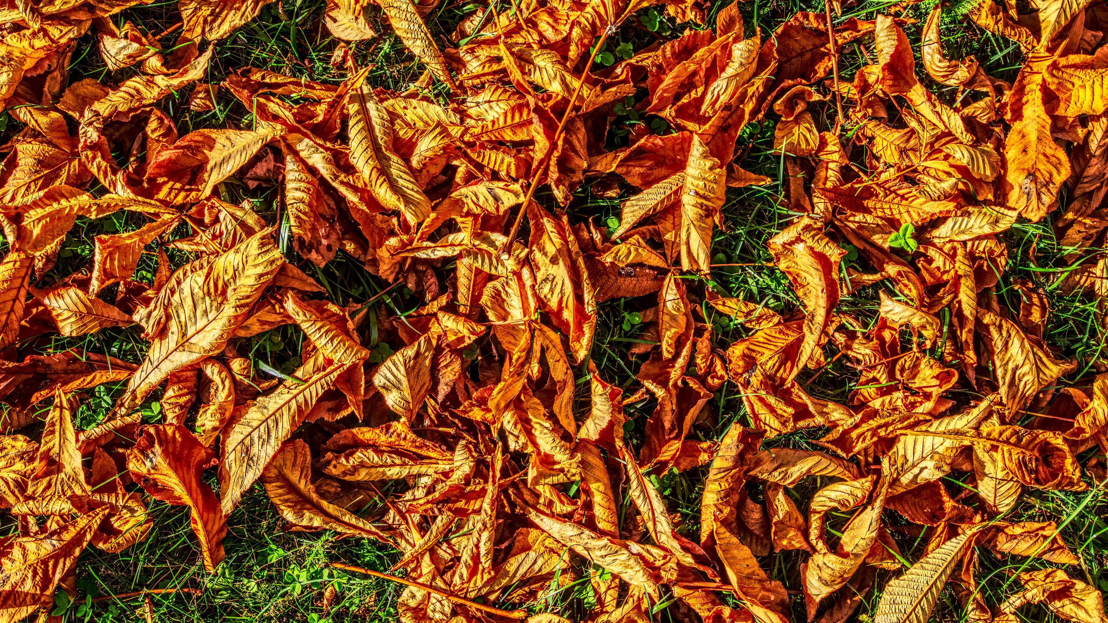 foliage, autumn, dry, 4k, HD Wallpaper