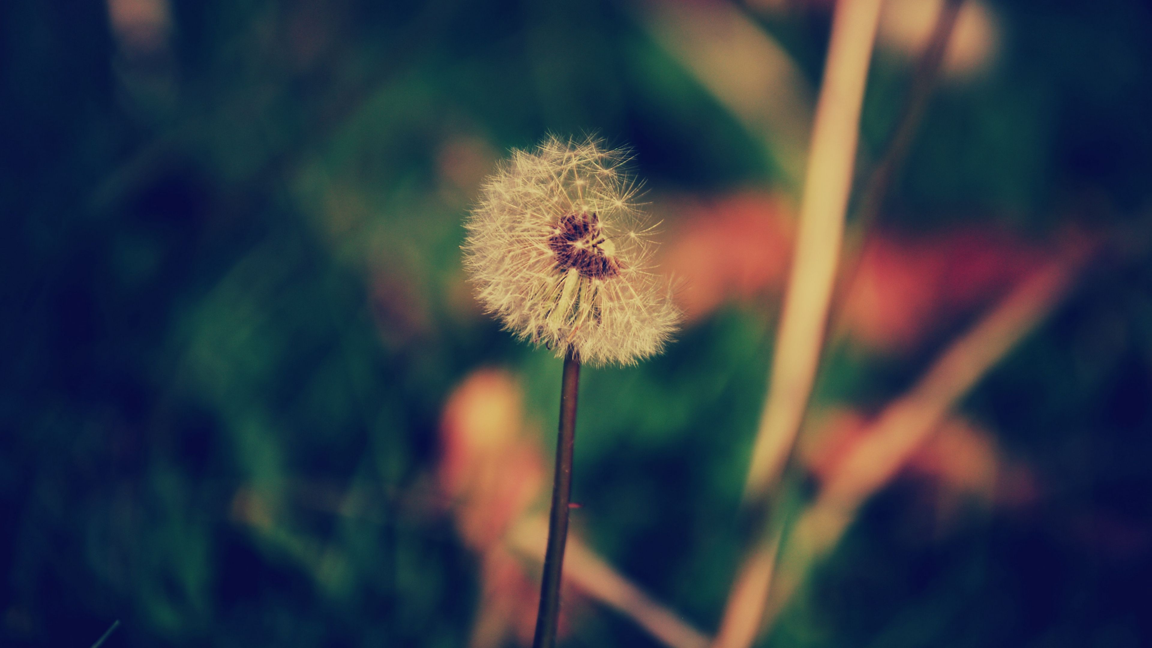 dandelion, flower, blur, 4k, HD Wallpaper
